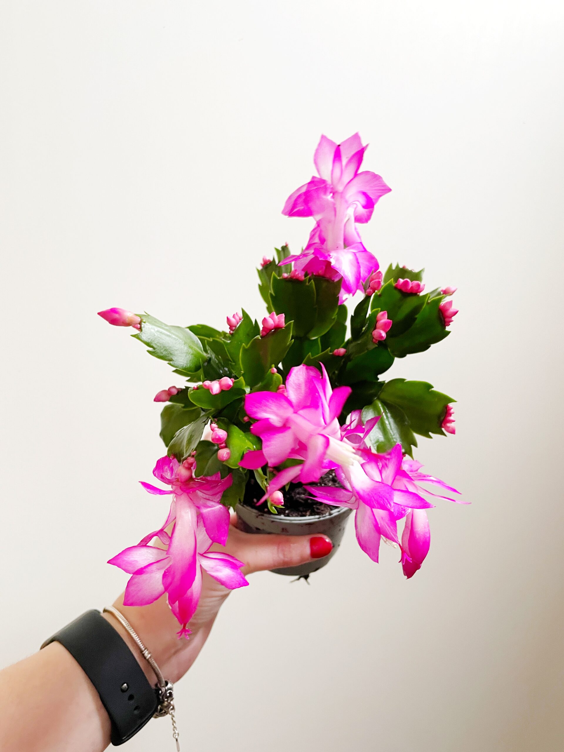Bloeiende kamerplant