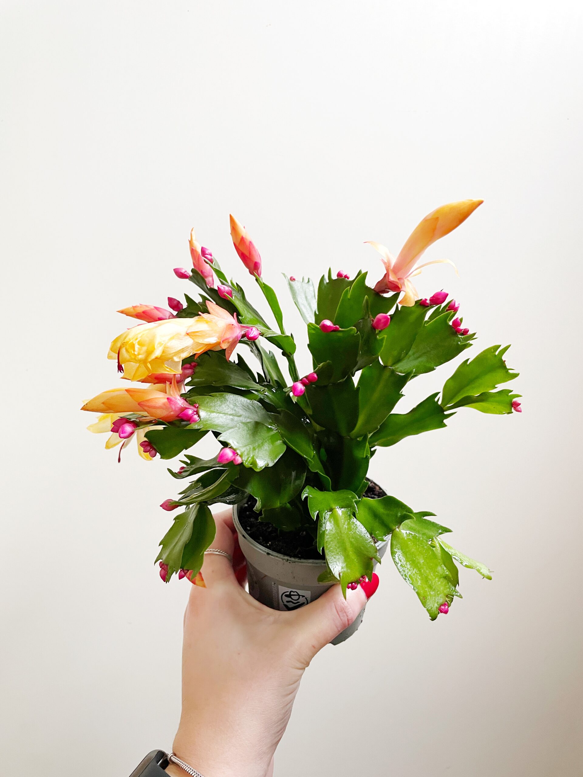 Bloeiende kamerplant