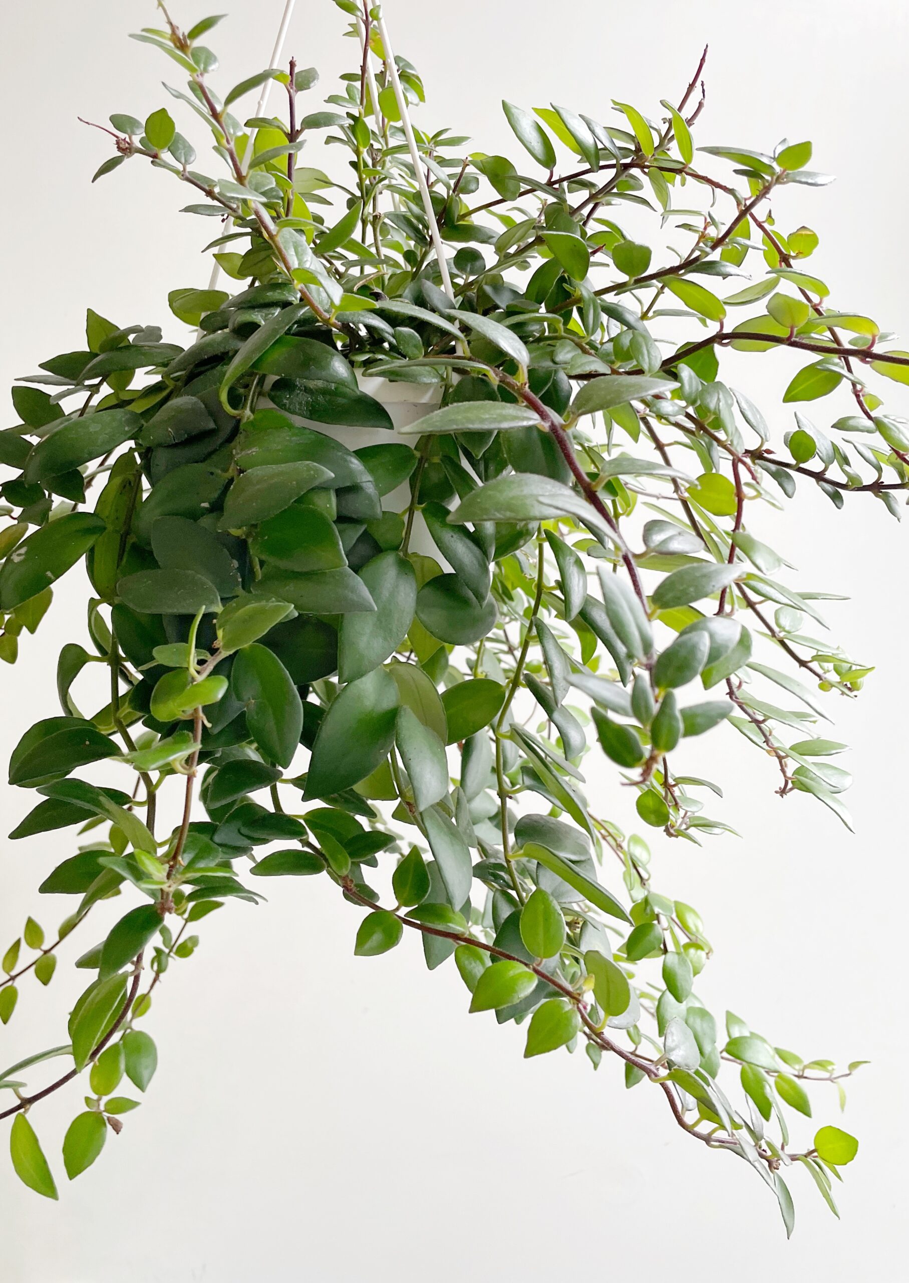 Aeschynanthus Radicans – Lipstickplant