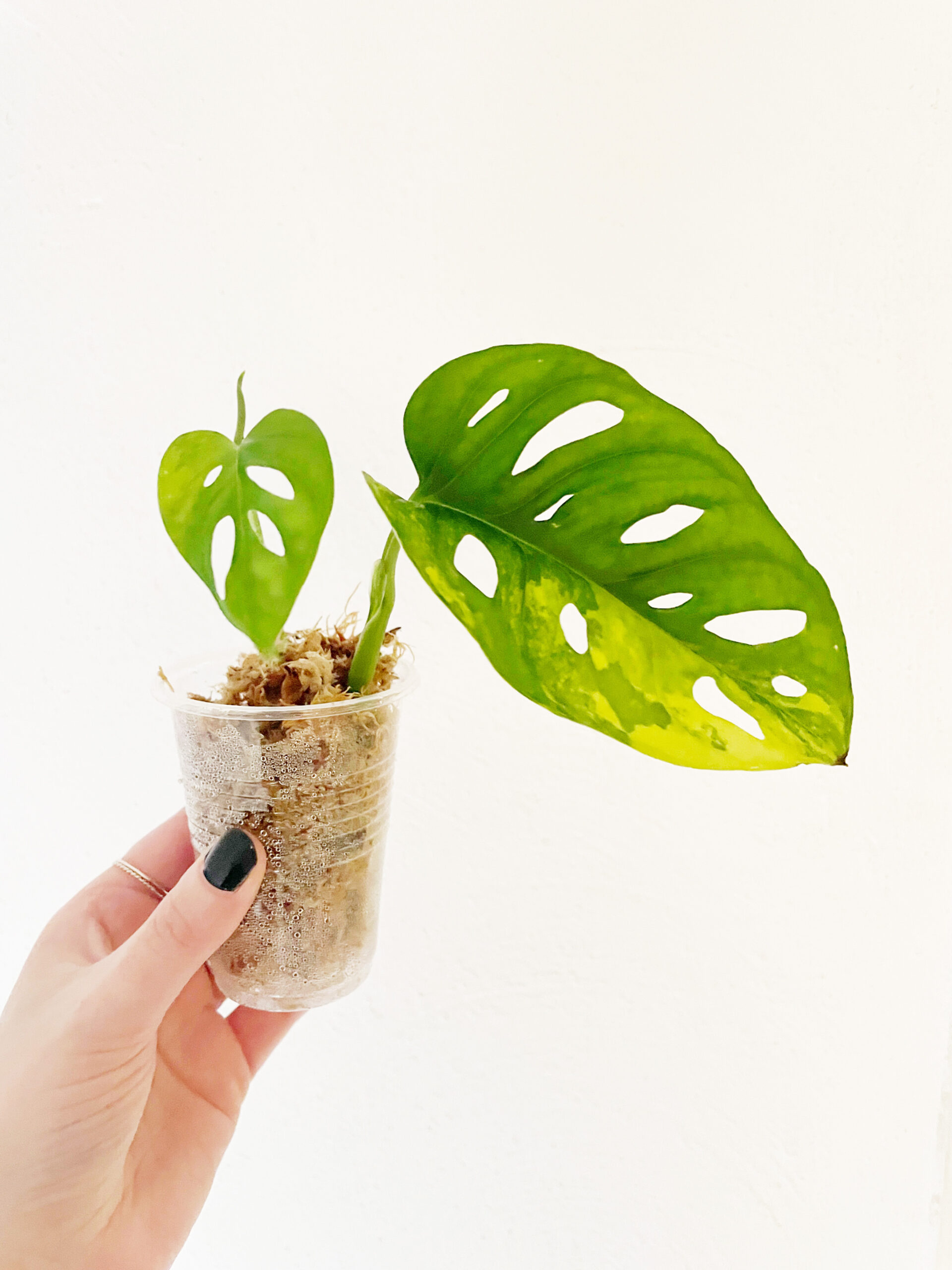 Monstera adansonii ‘Aurea Variegata’ geworteld #6