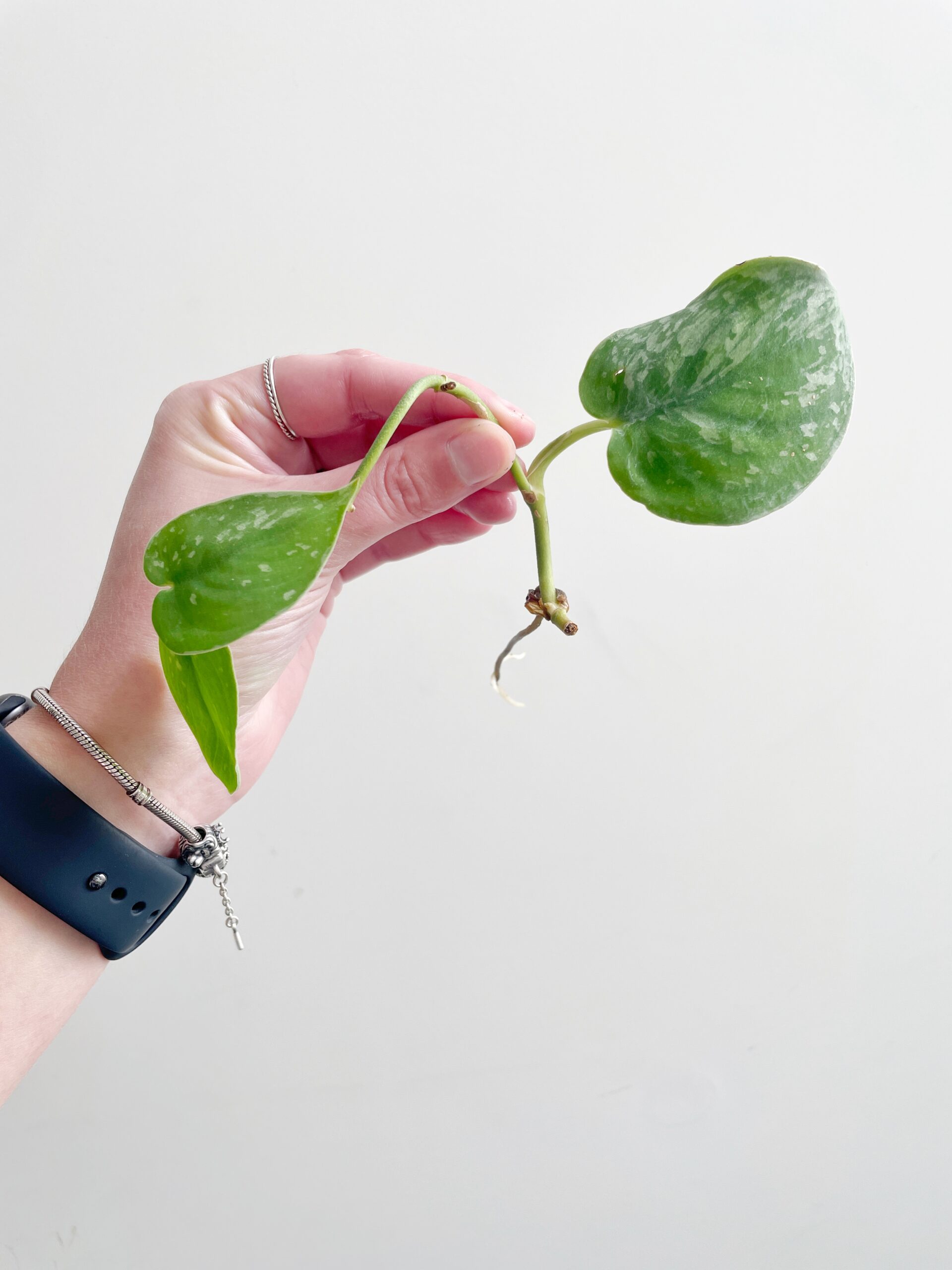 Scindapsus Pictus Silvery Ann – geworteld #9