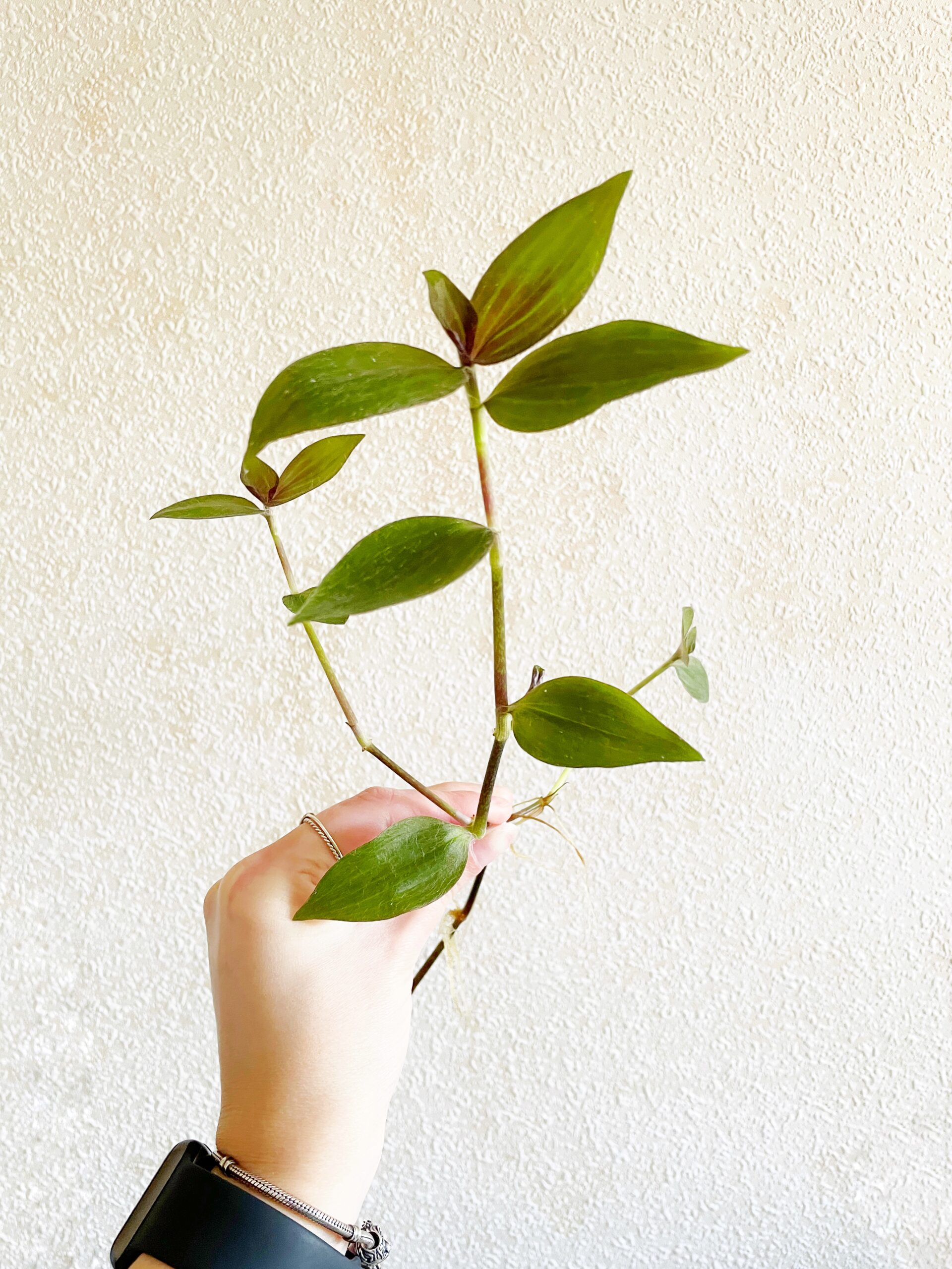 Tradescantia Zebrina Mollipila Var. Purple Plush geworteld #2