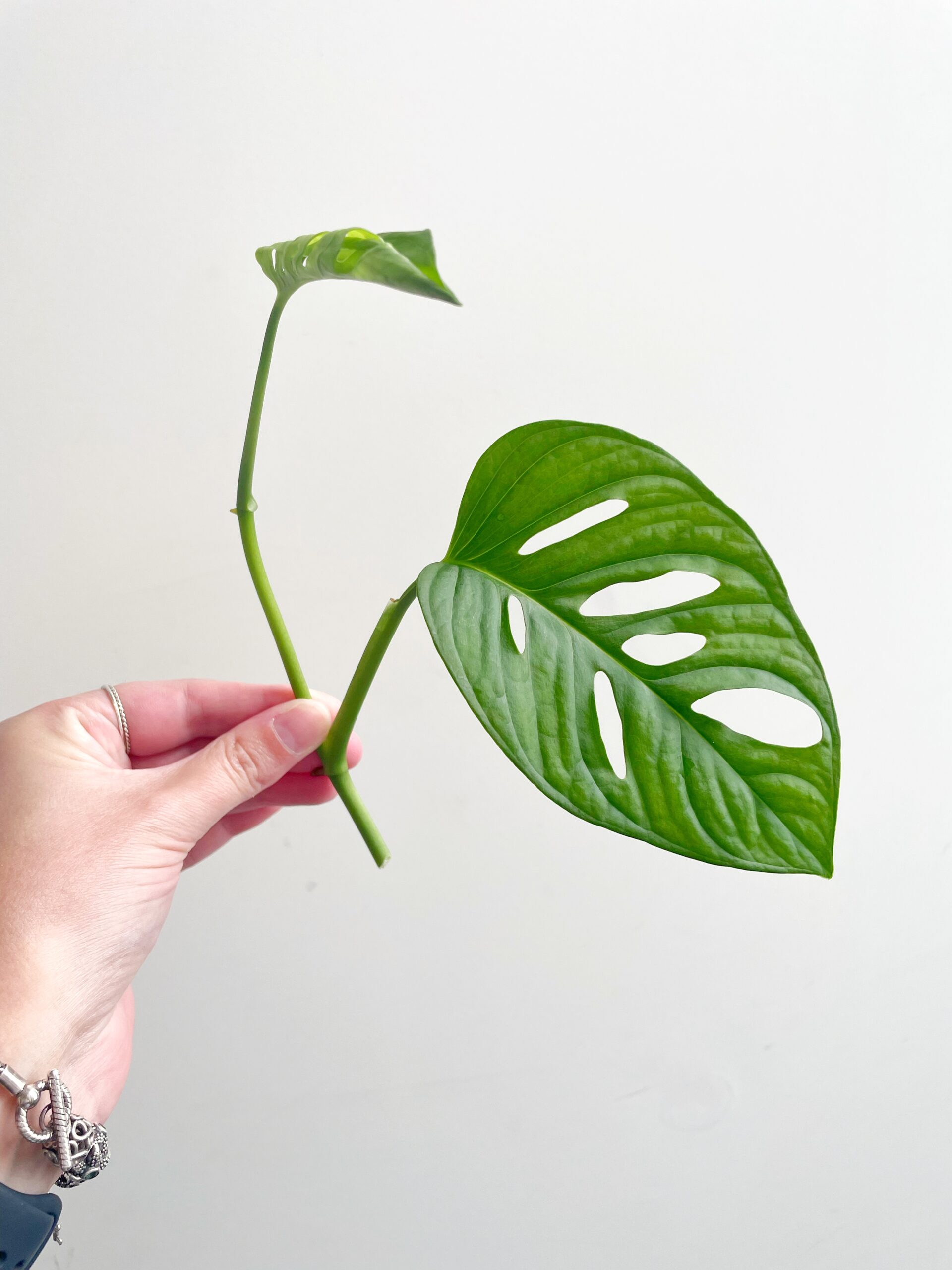 Monstera adansonii ‘Aurea Variegata’ #7