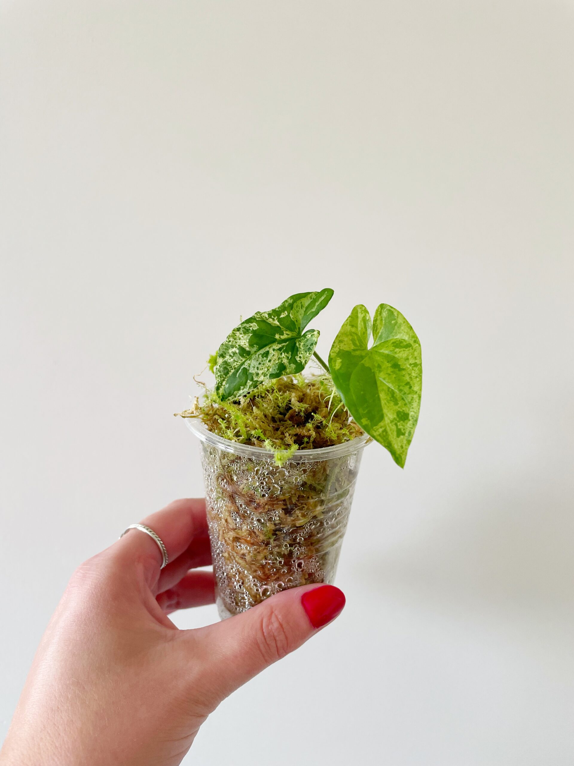 Syngonium Mottled Mojito geworteld #3-2