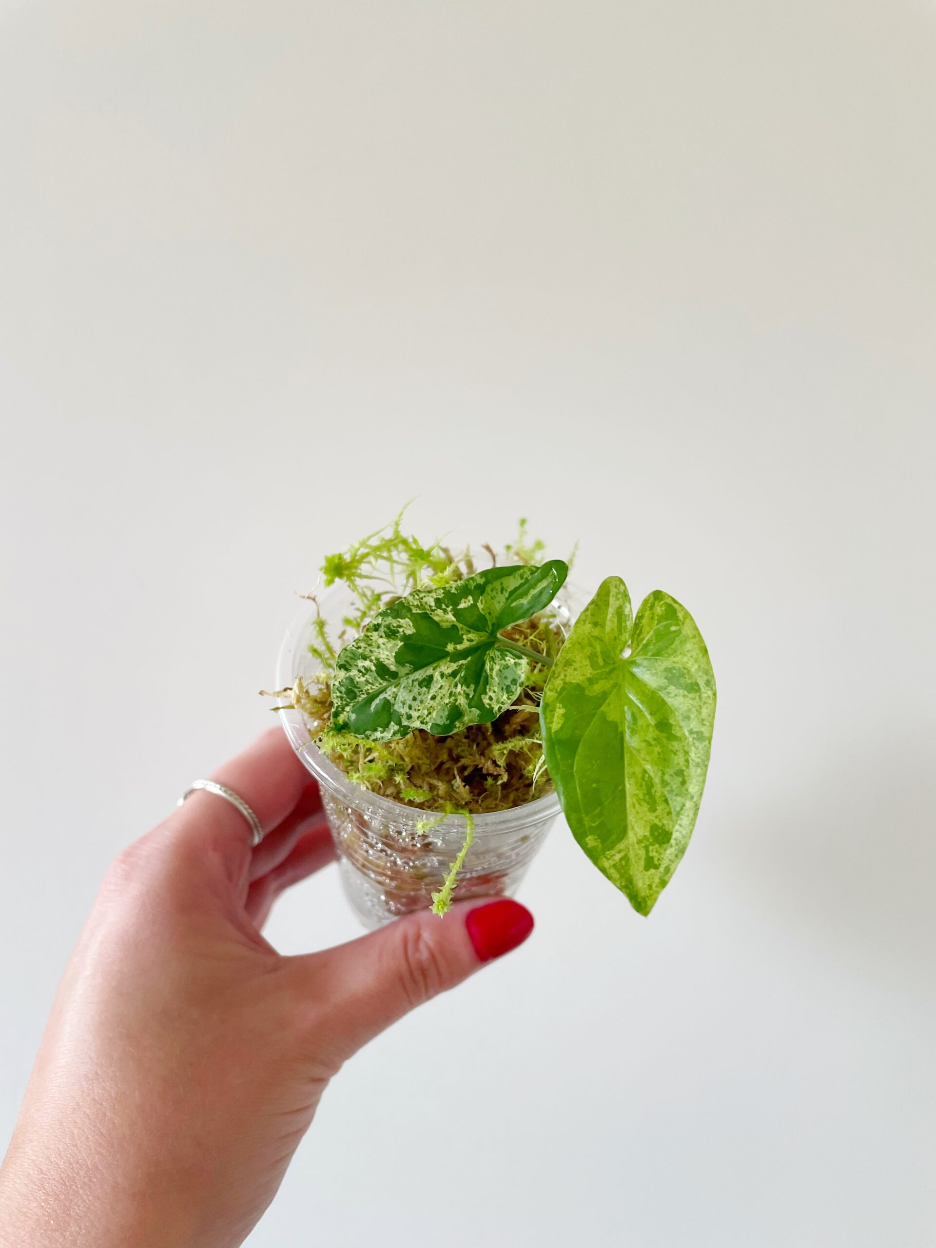 Syngonium Mottled Mojito geworteld #3