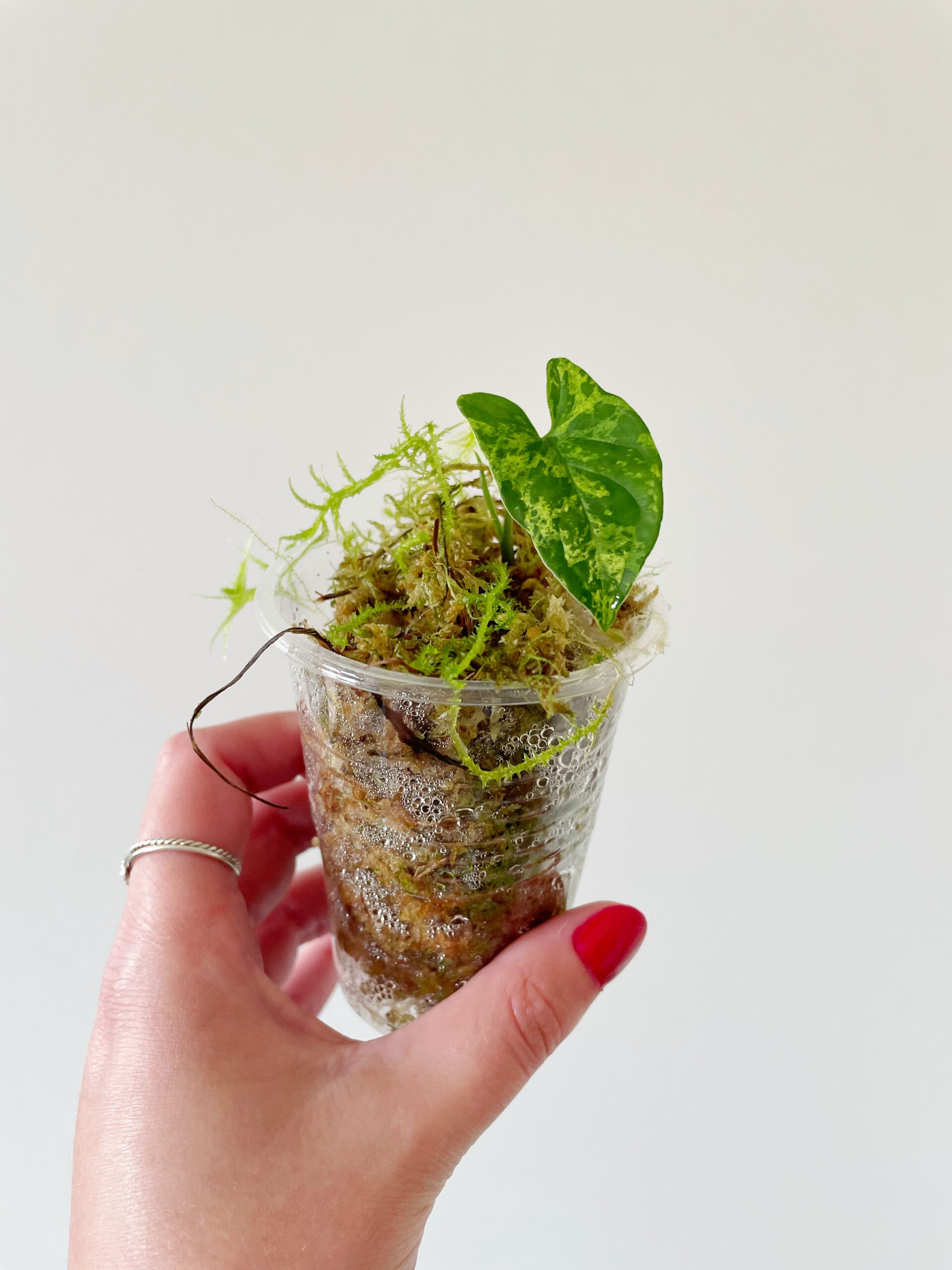 Syngonium Mottled Mojito geworteld #4-2