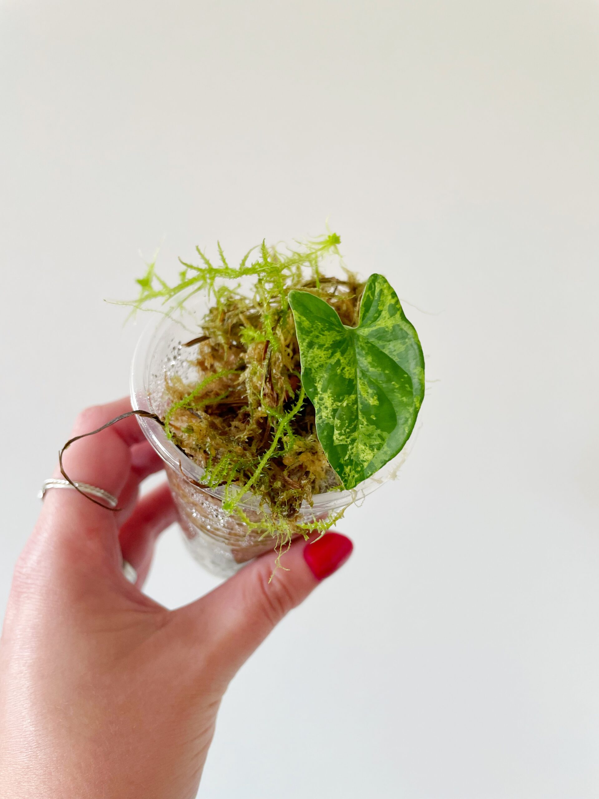 Syngonium Mottled Mojito geworteld #4