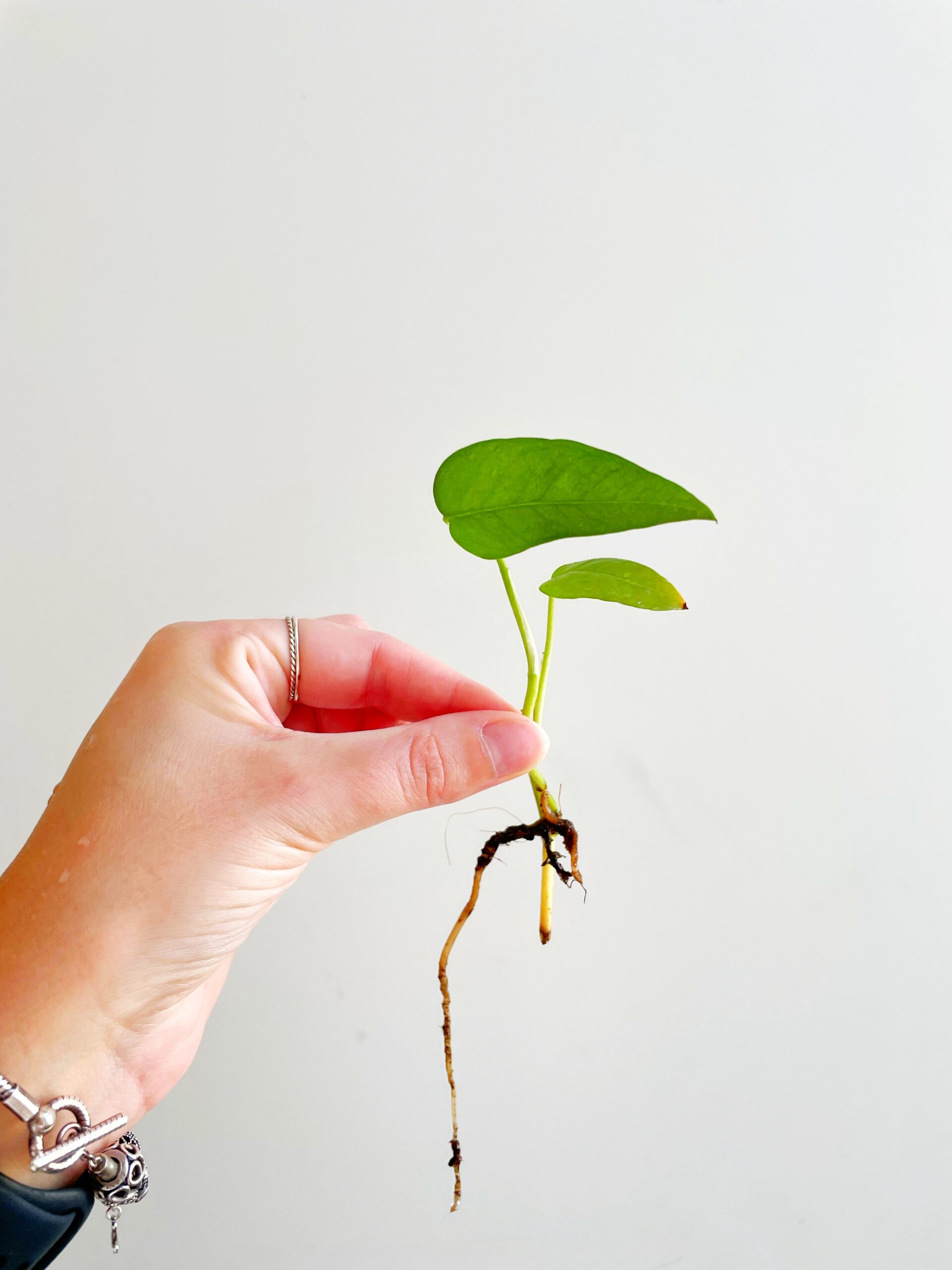 Epipremnum Pinnatum Cebu Blue geworteld #4 (2)