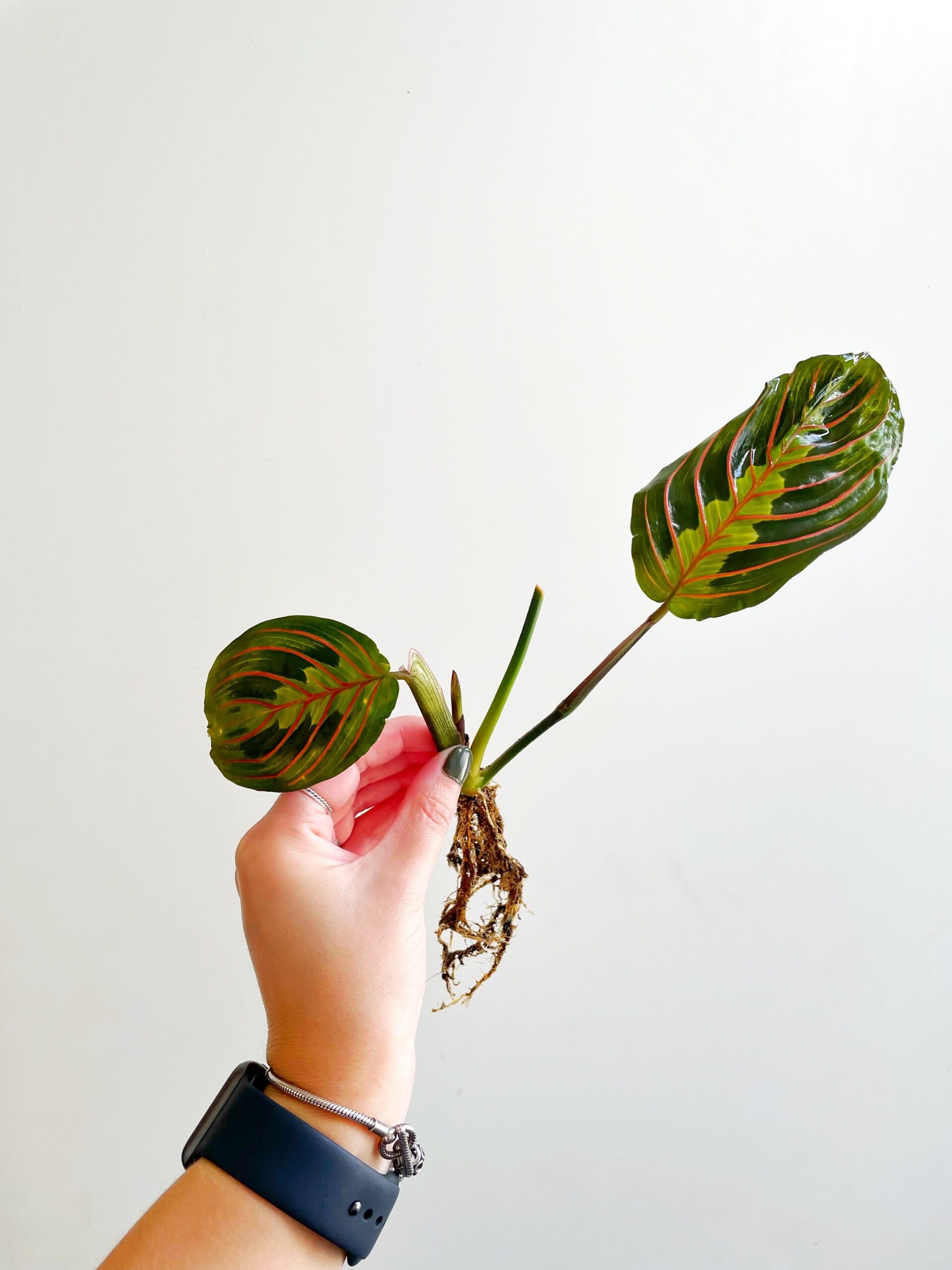 Maranta Leuconeura ‘Fascinator Tricolor’ geworteld #1