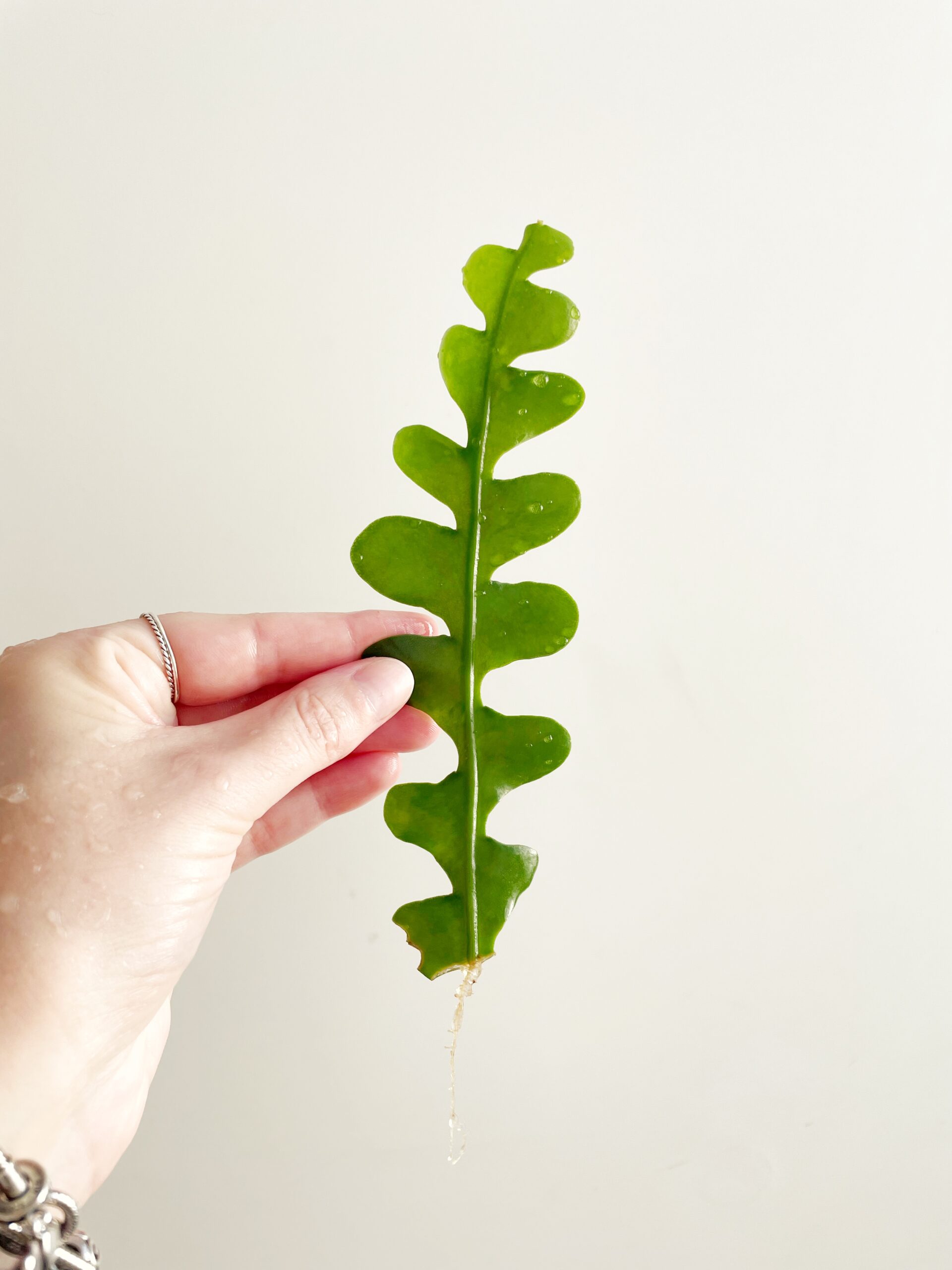 Epiphyllum Anguliger – Zaagcactus geworteld #1