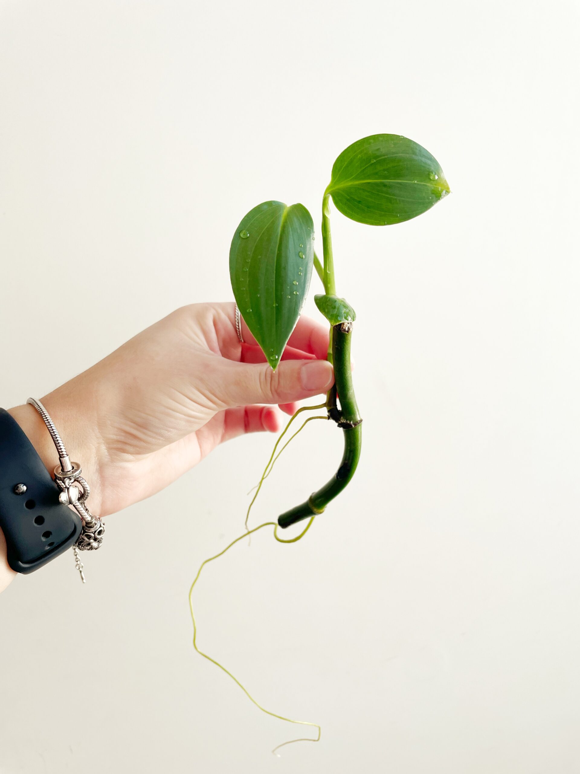 Epipremnum Amplissimum geworteld #1