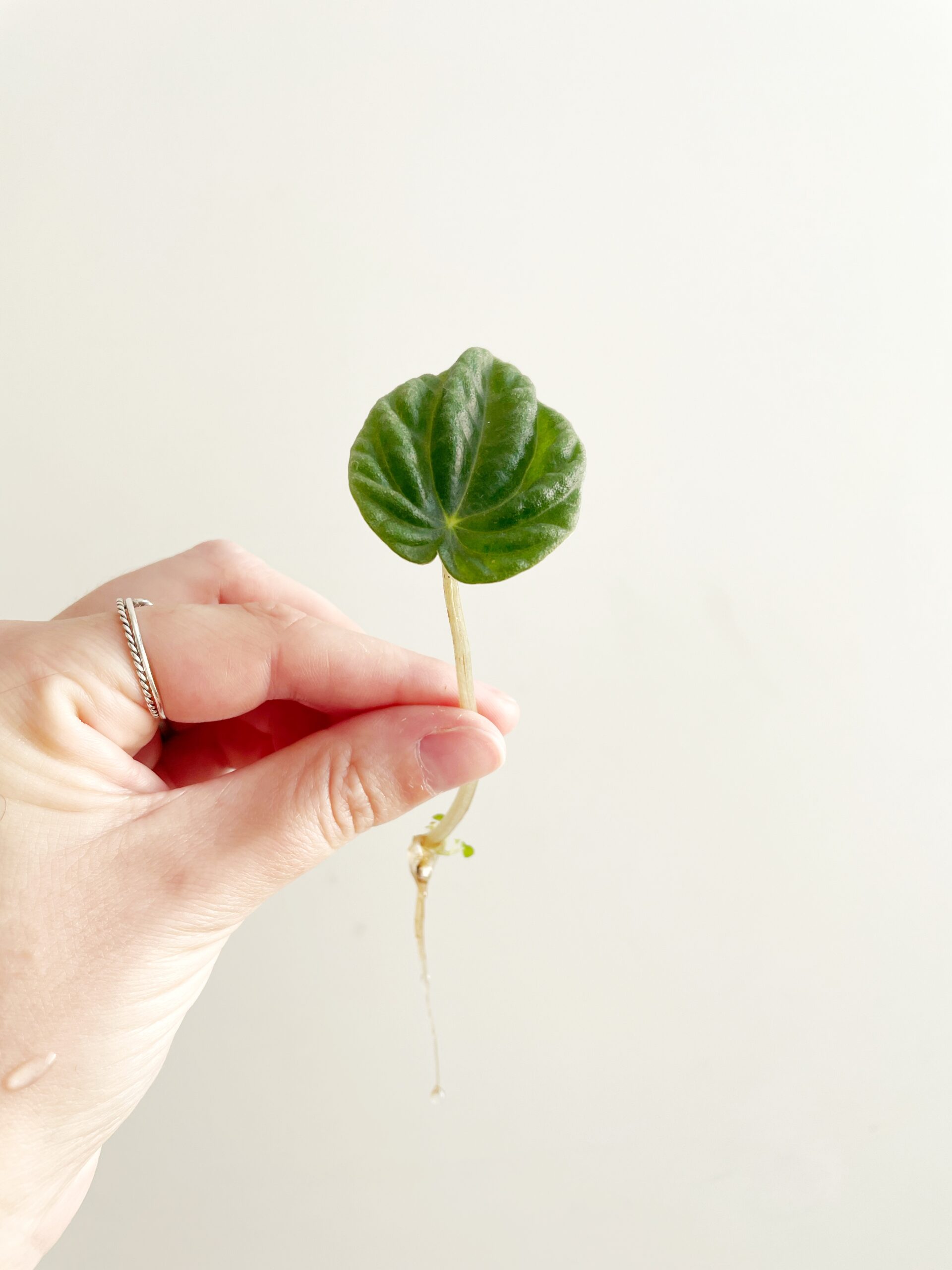 Peperomia Caperata Lilian geworteld #1