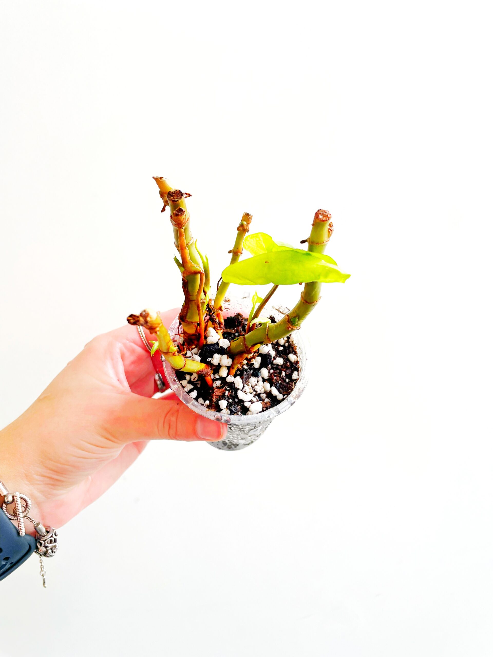 Syngonium White Butterfly geworteld #1-2