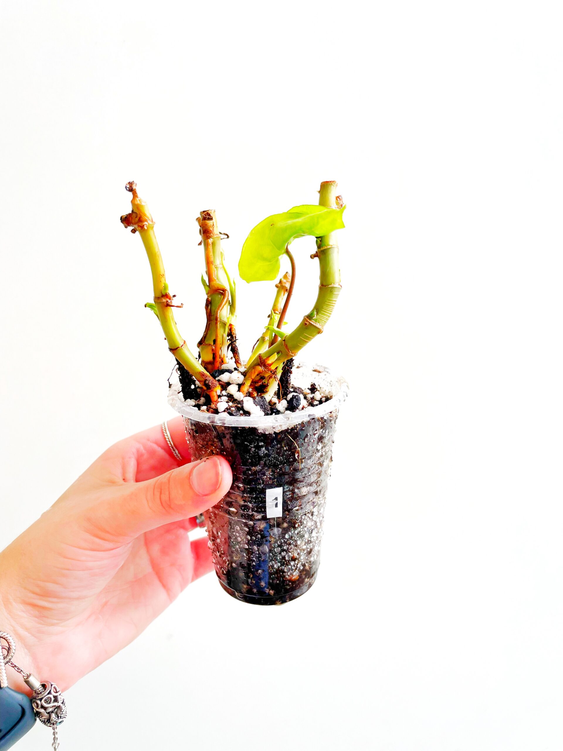 Syngonium White Butterfly geworteld #1