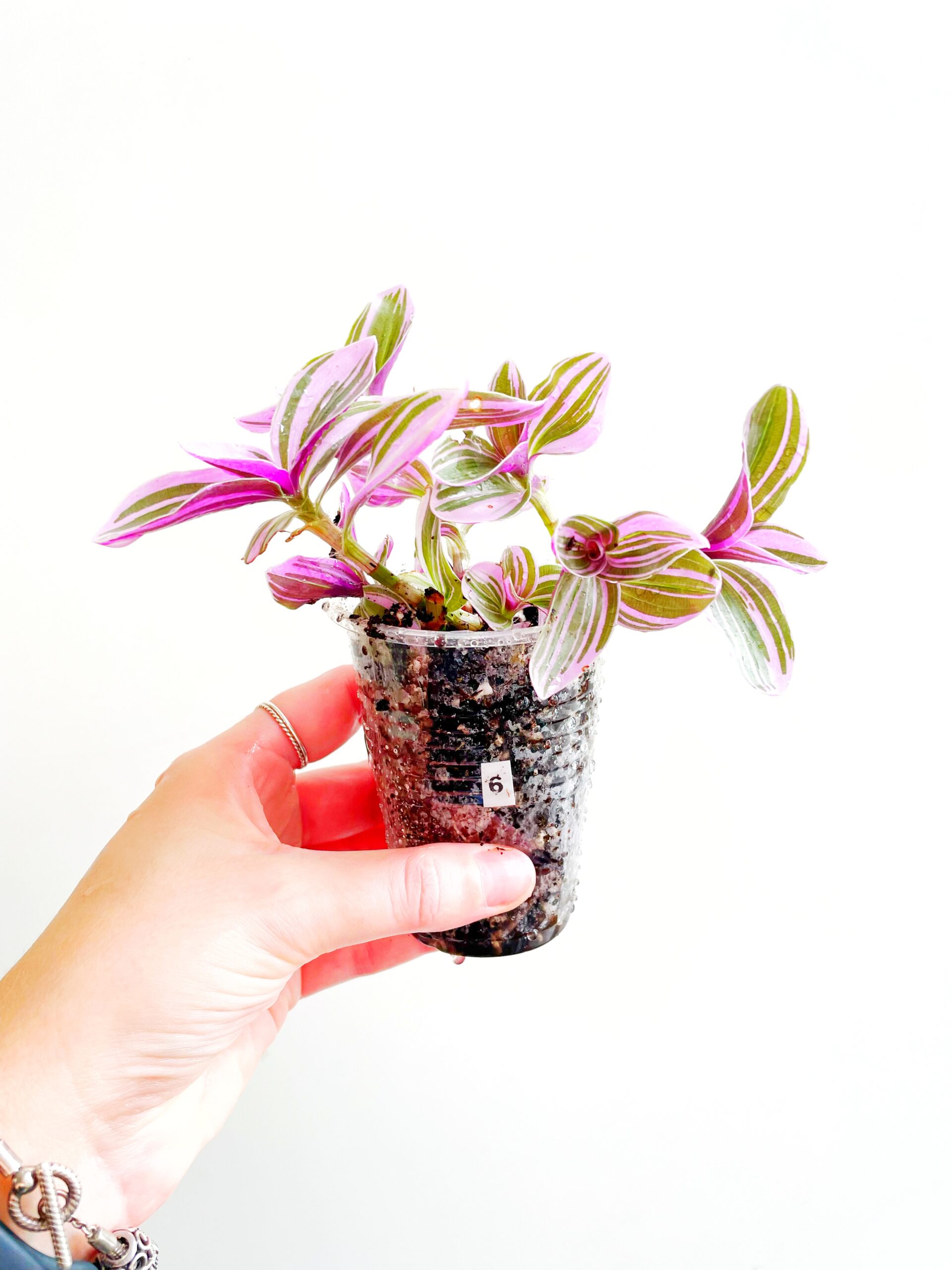 Tradescantia Sweetness geworteld #6-2