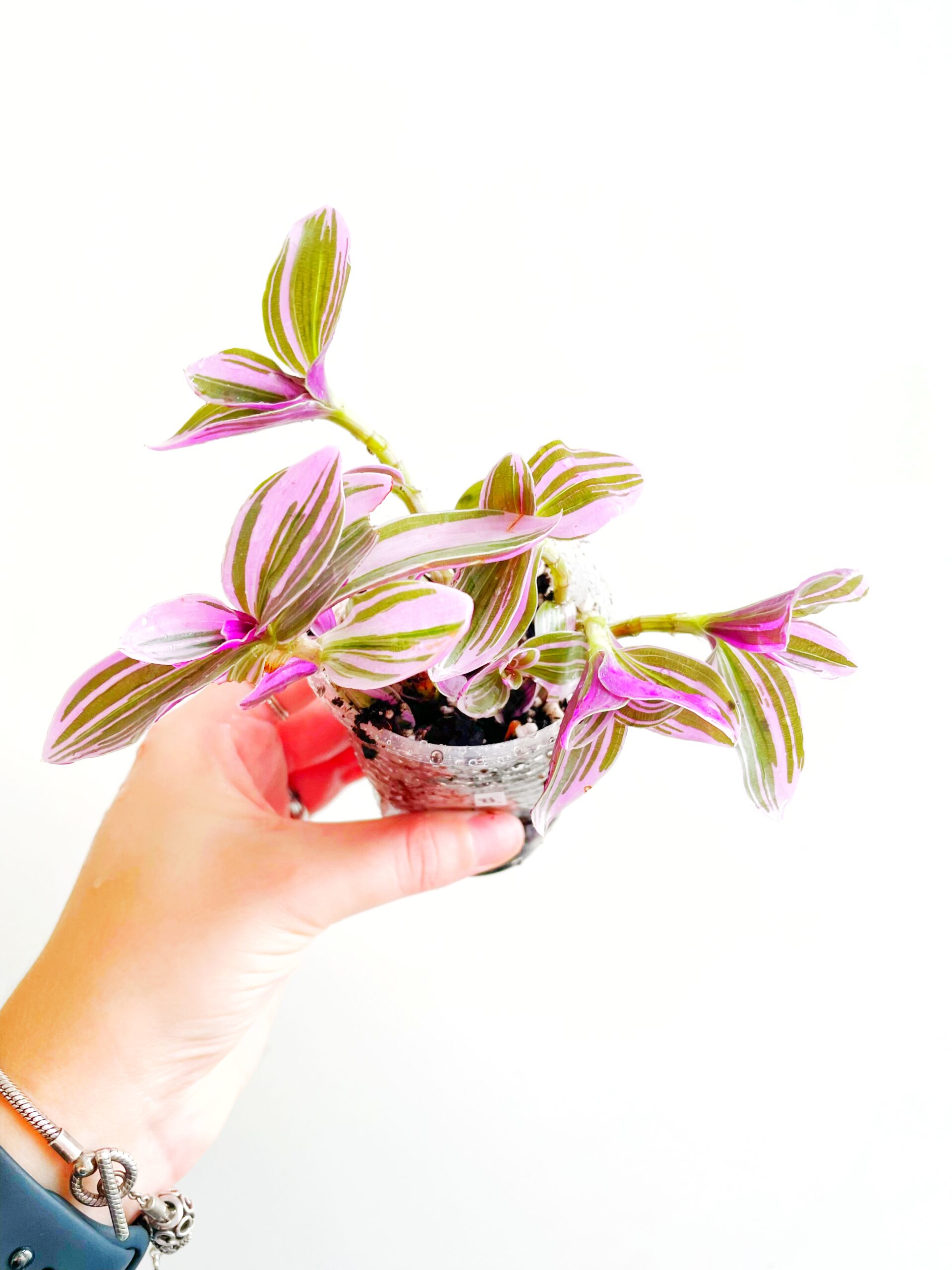 Tradescantia Sweetness geworteld #6 (2)