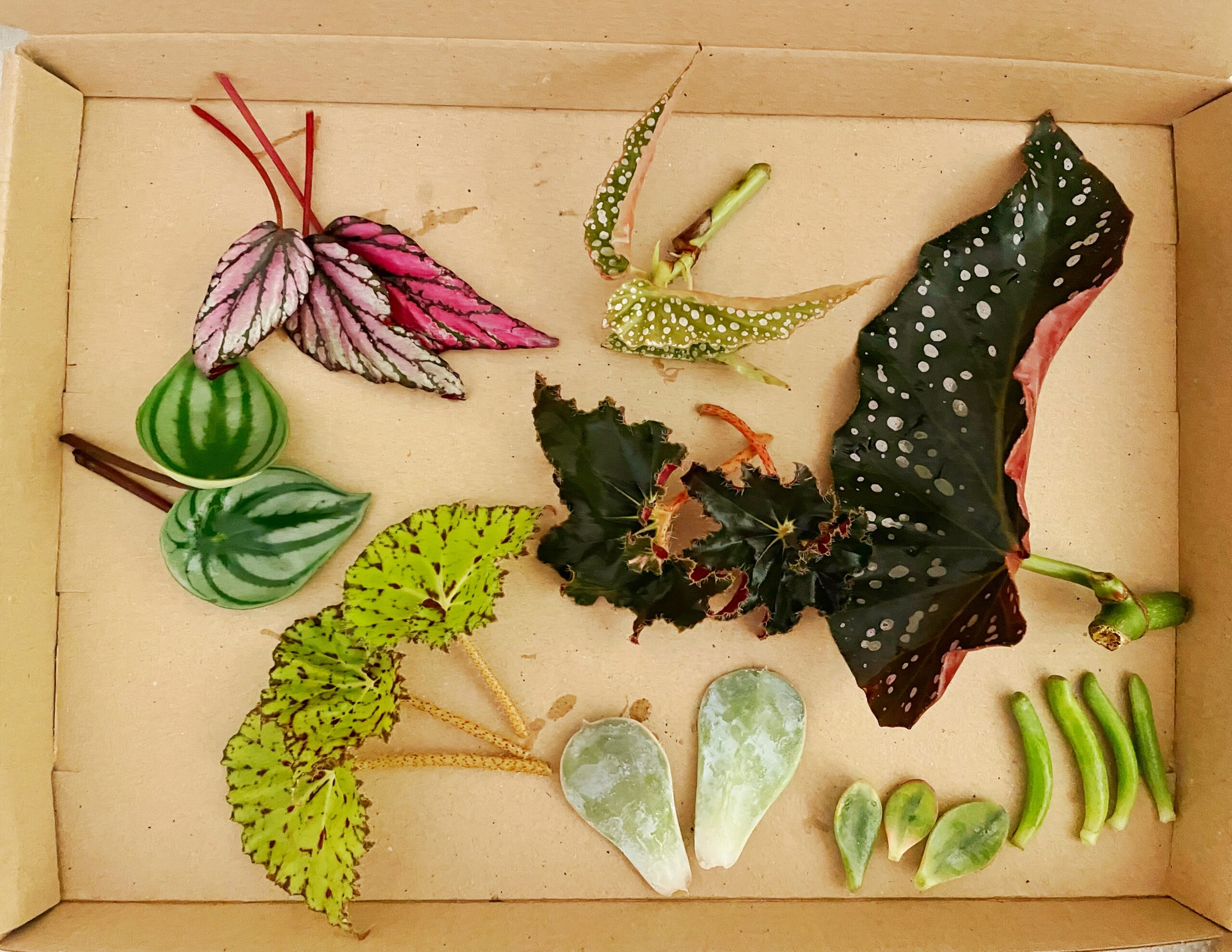 Samengestelde stekkie box #2