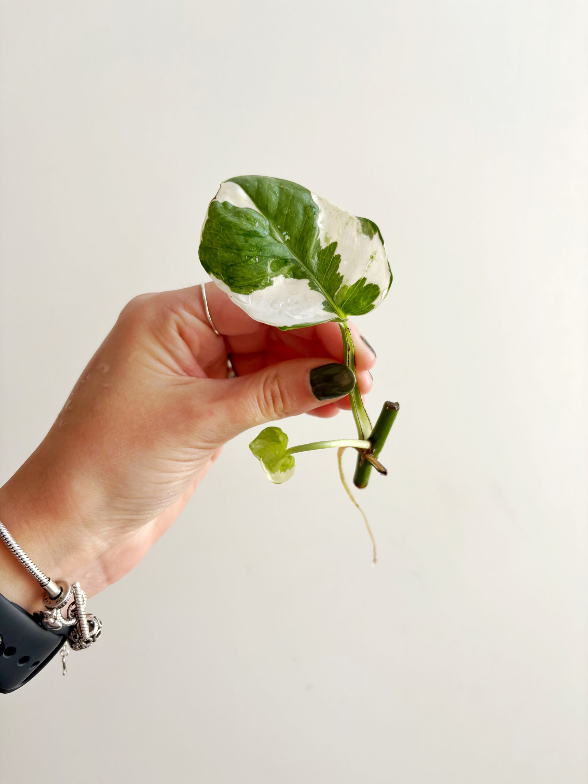 Epipremnum N’joy geworteld #18