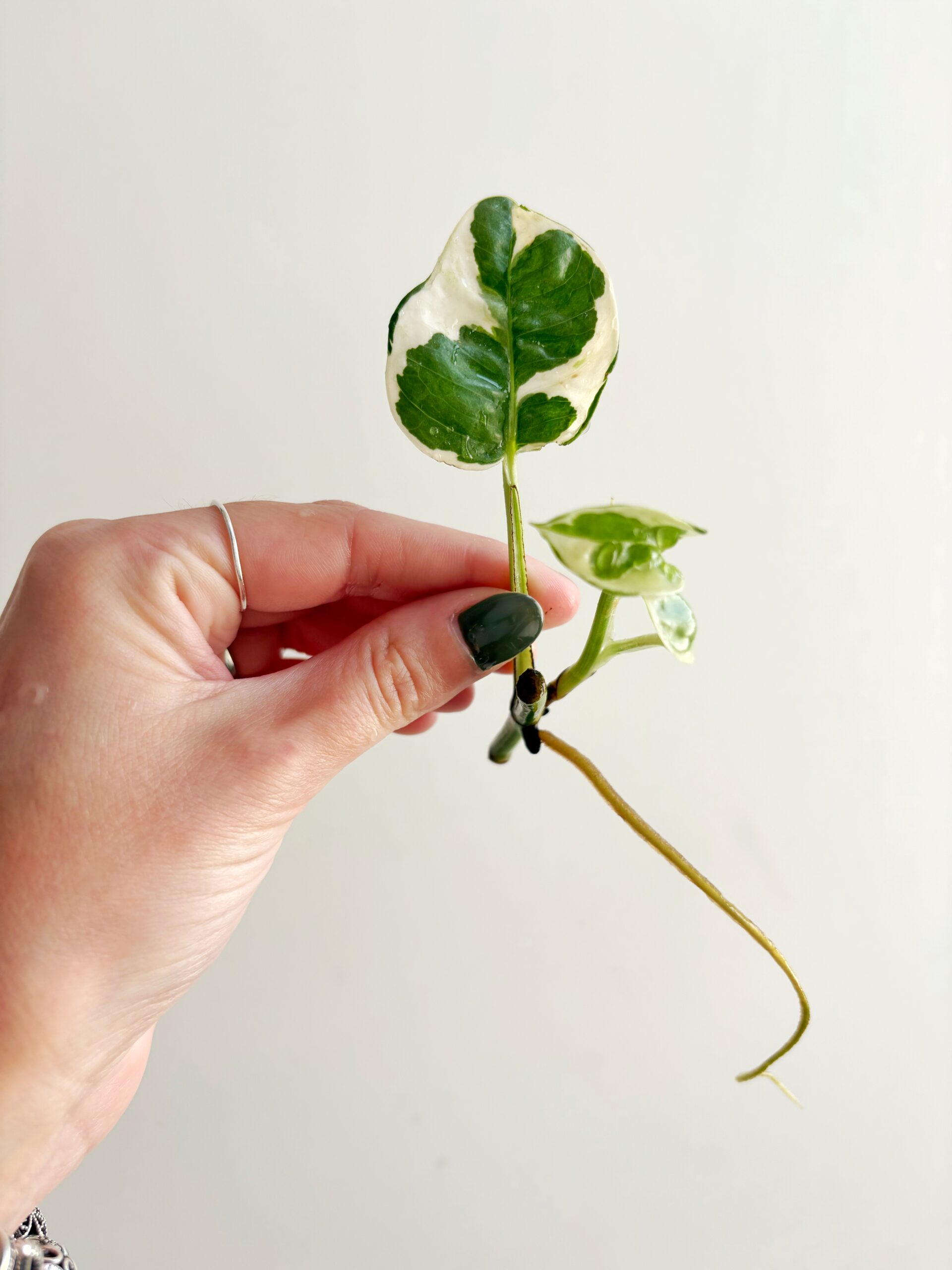 Epipremnum N’joy geworteld #19