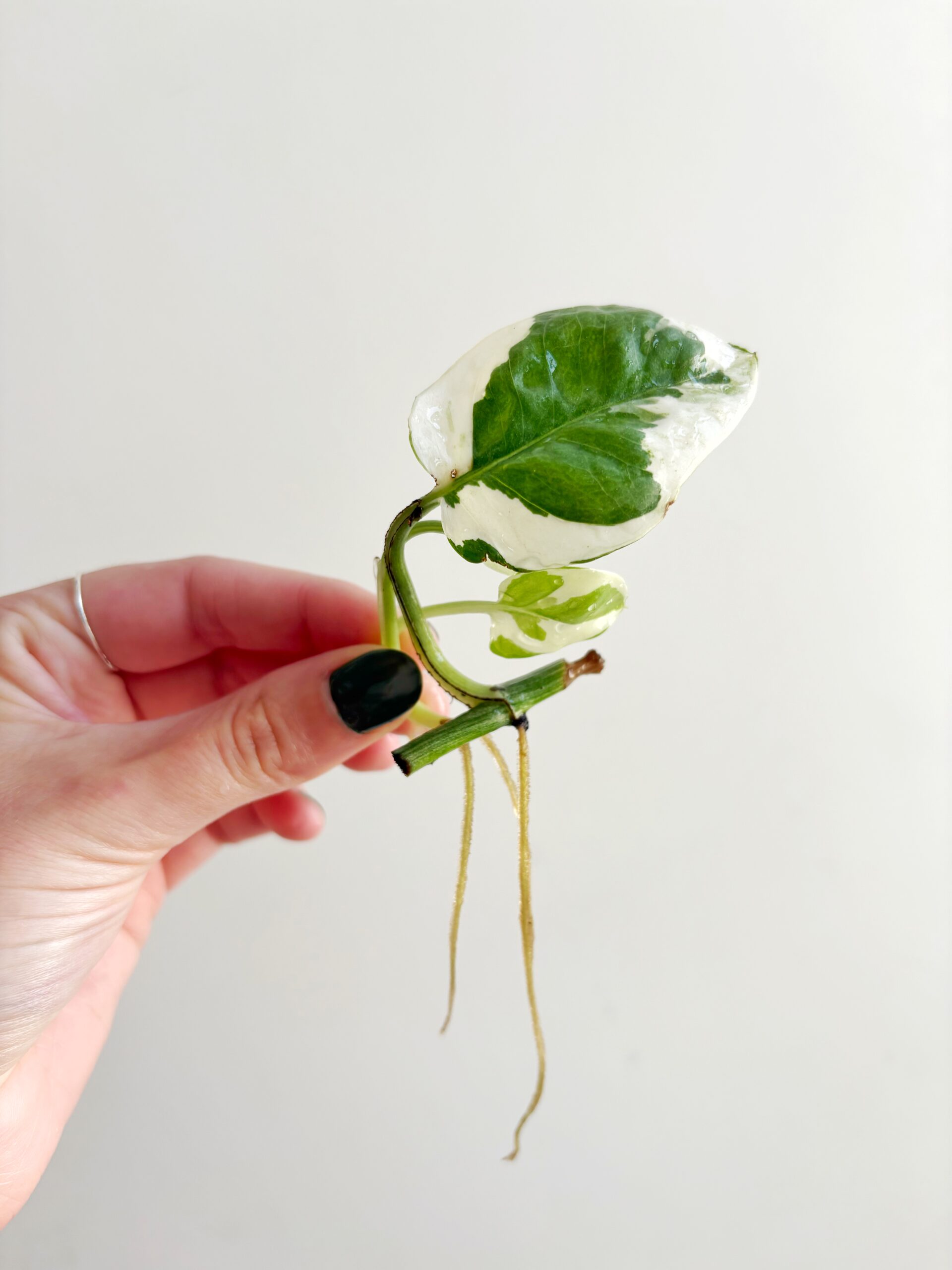 Epipremnum N’joy geworteld #21