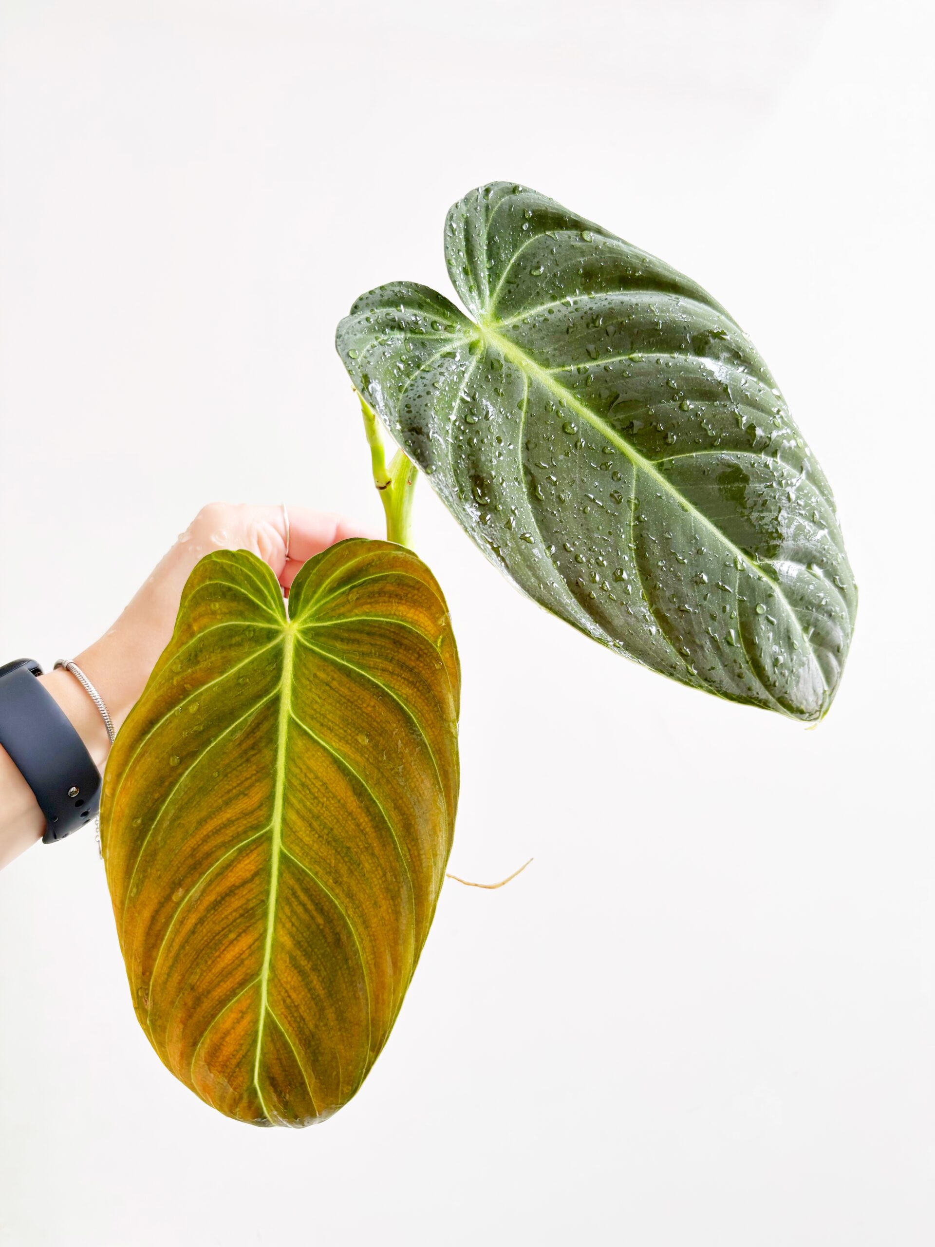 Philodendron Melanochrysum #2