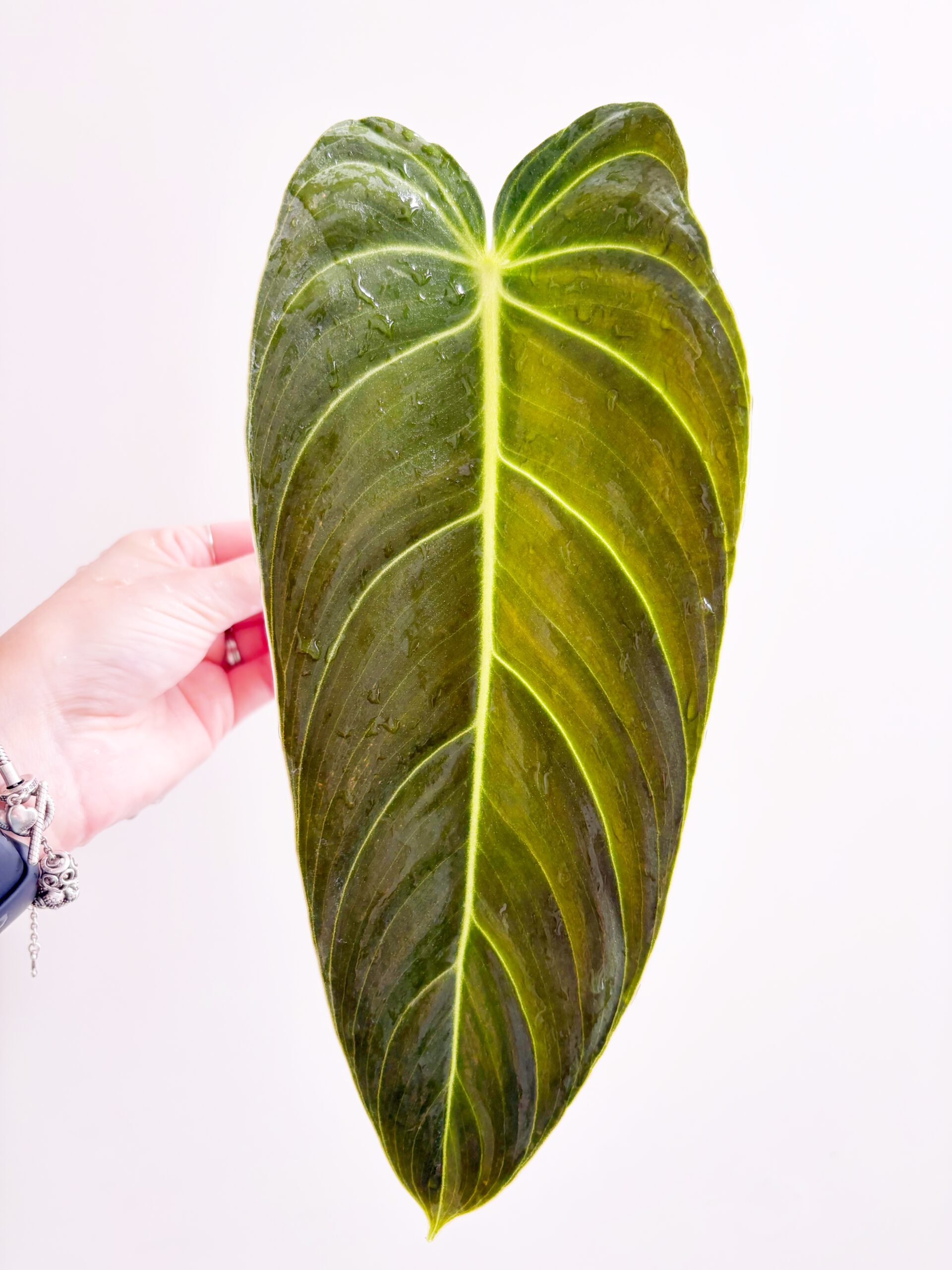 Philodendron Melanochrysum #4