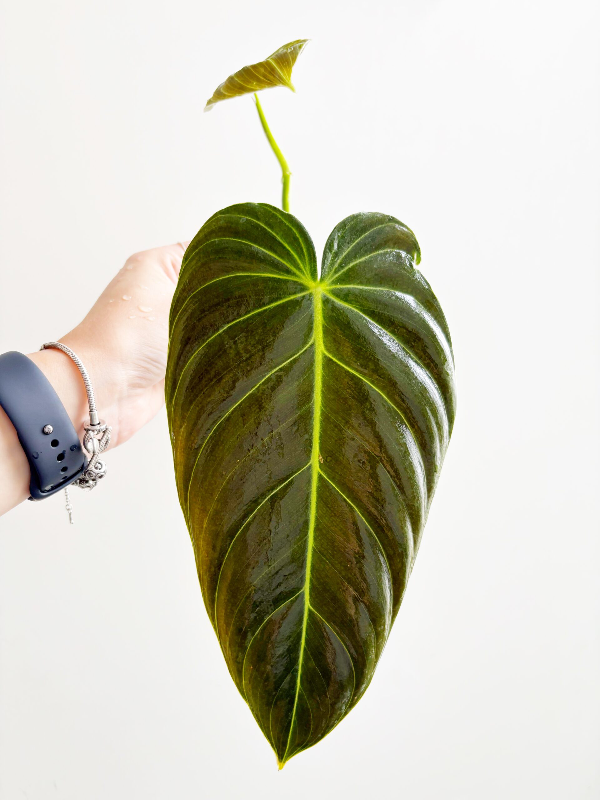 Philodendron Melanochrysum#5