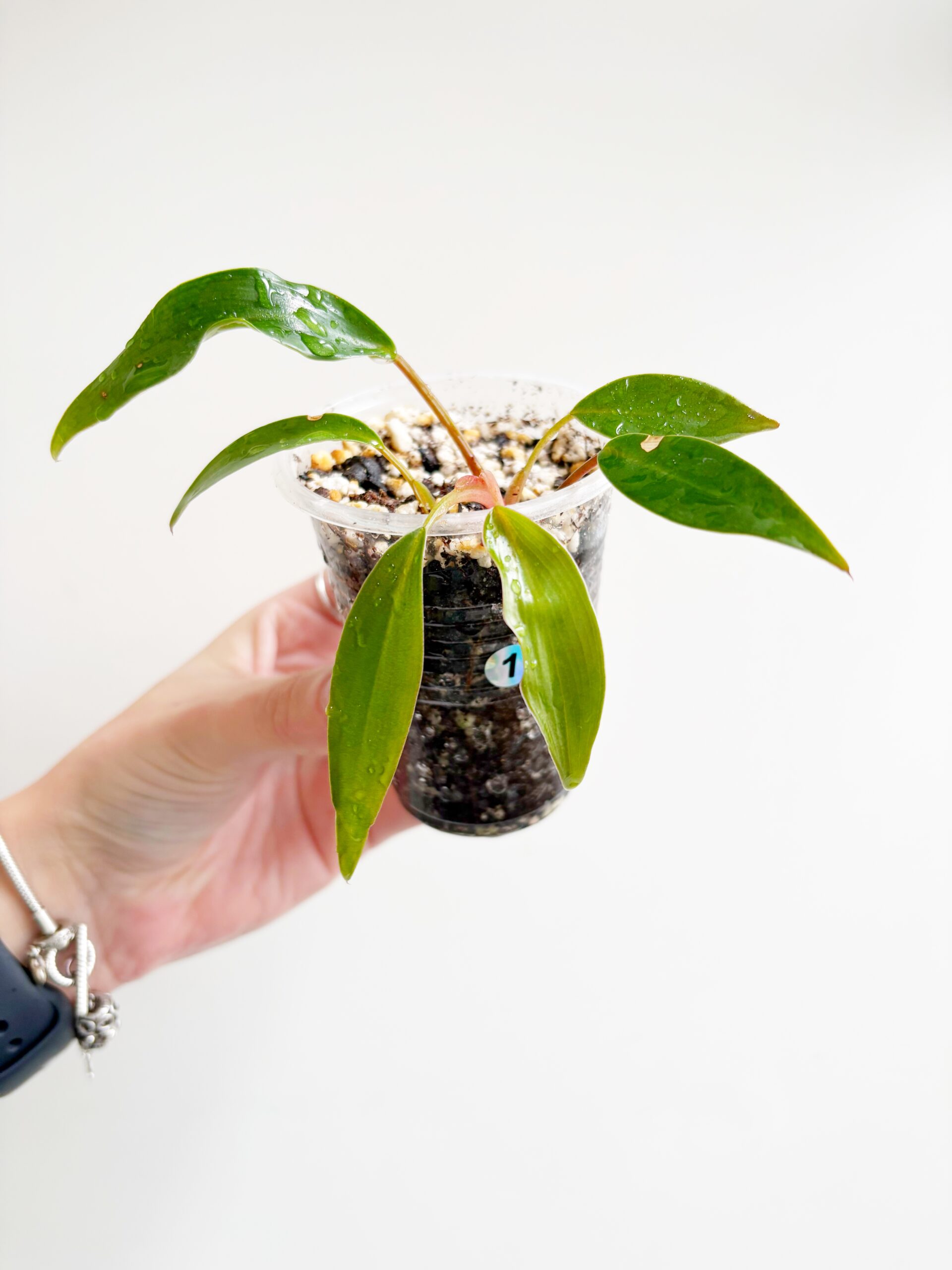 Philodendron Red Emerald #1