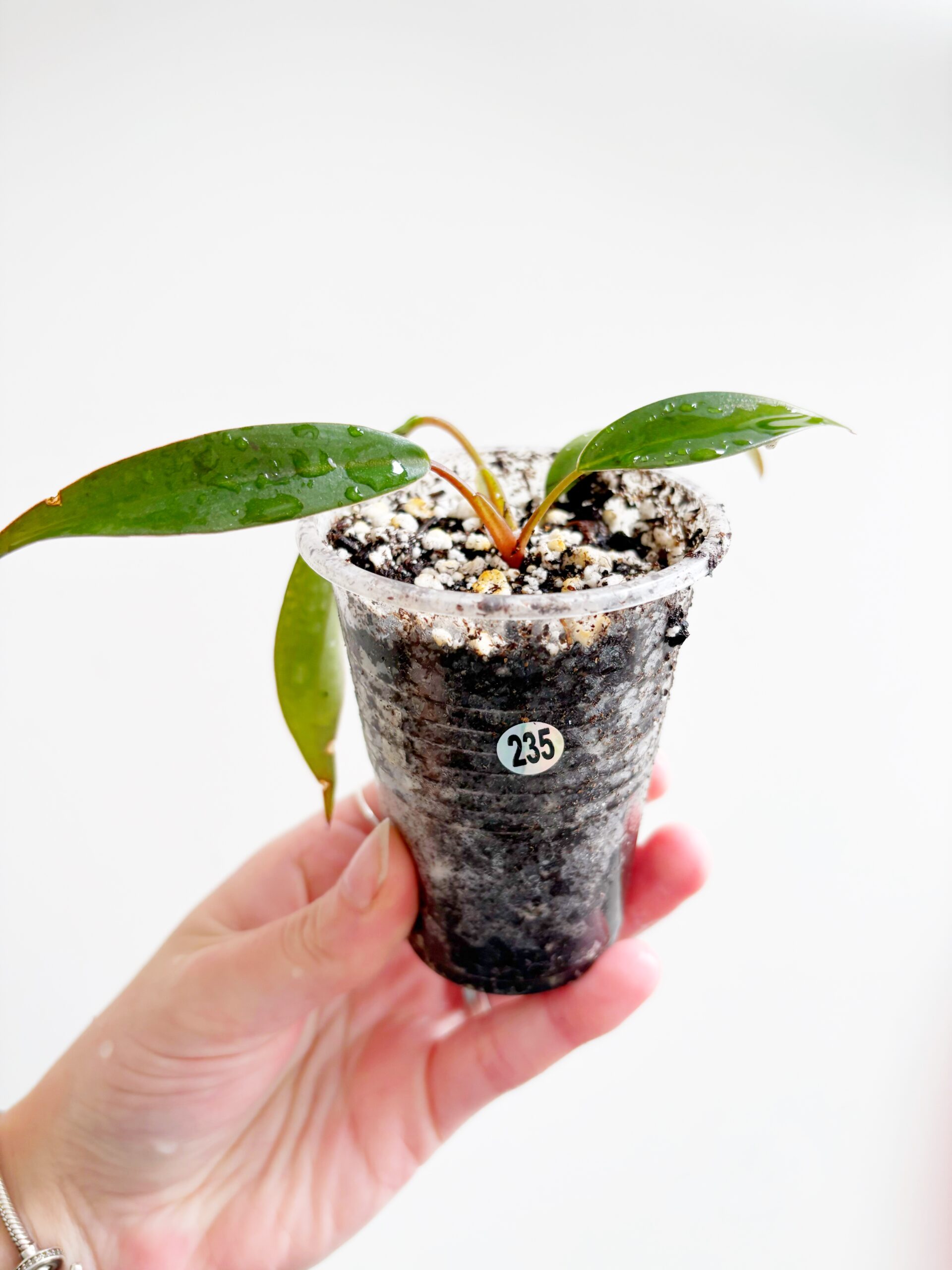 Philodendron Red Emerald #235