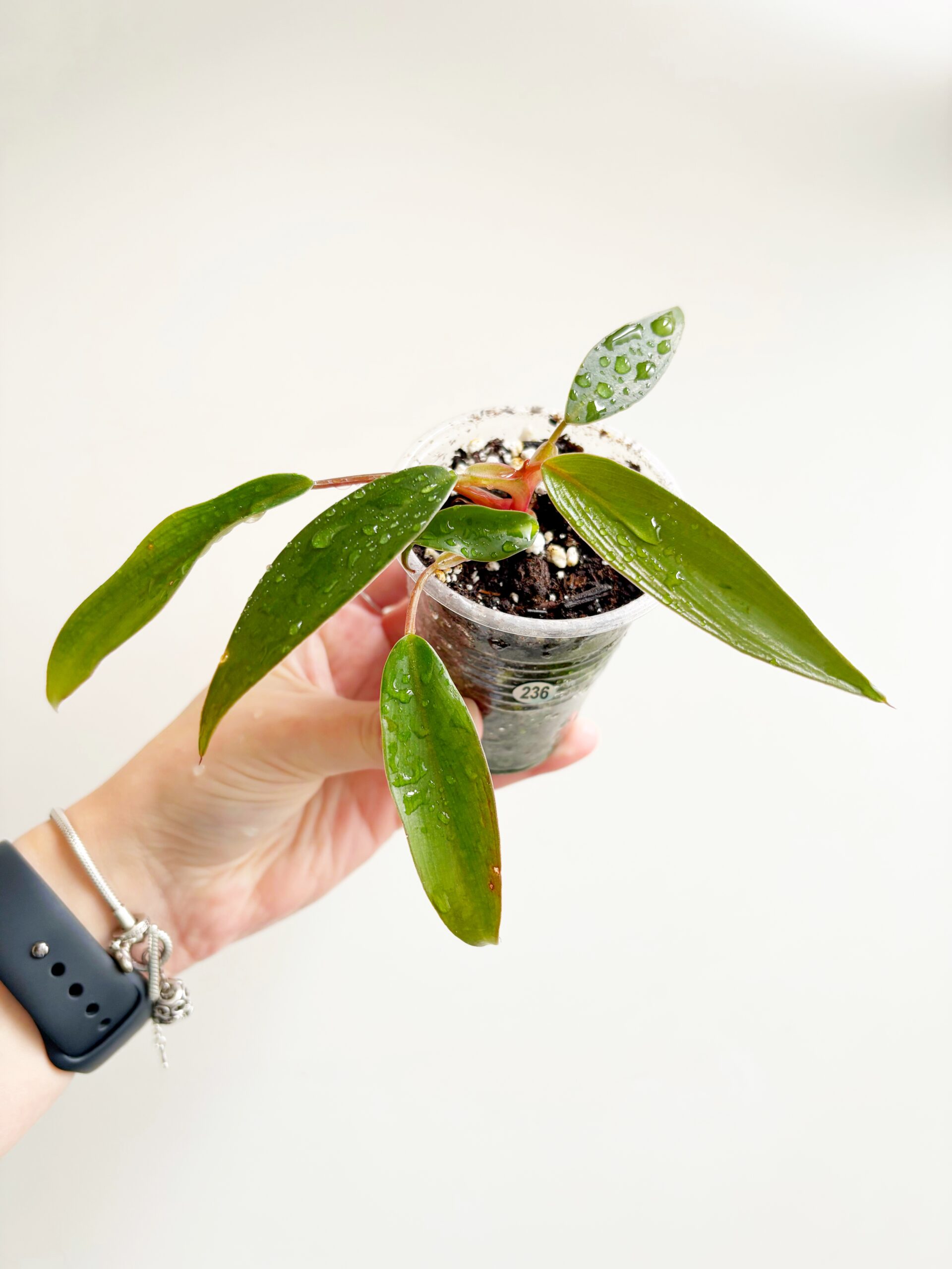 Philodendron Red Emerald #236-2