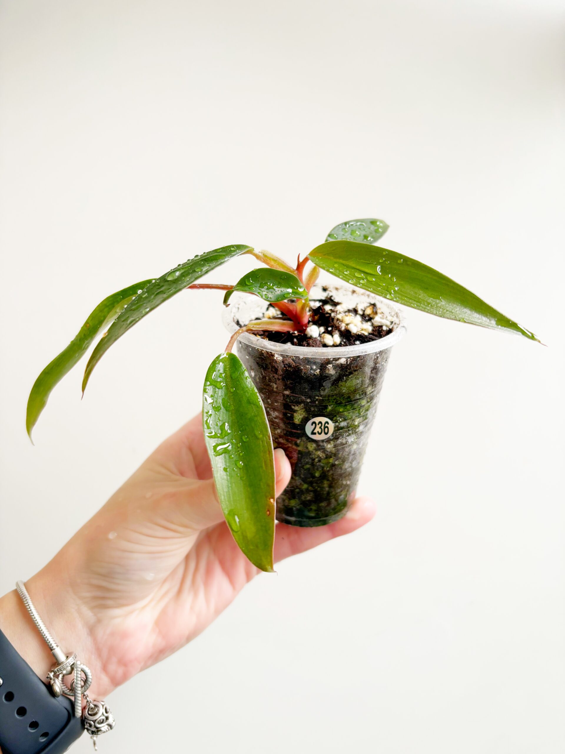 Philodendron Red Emerald #236