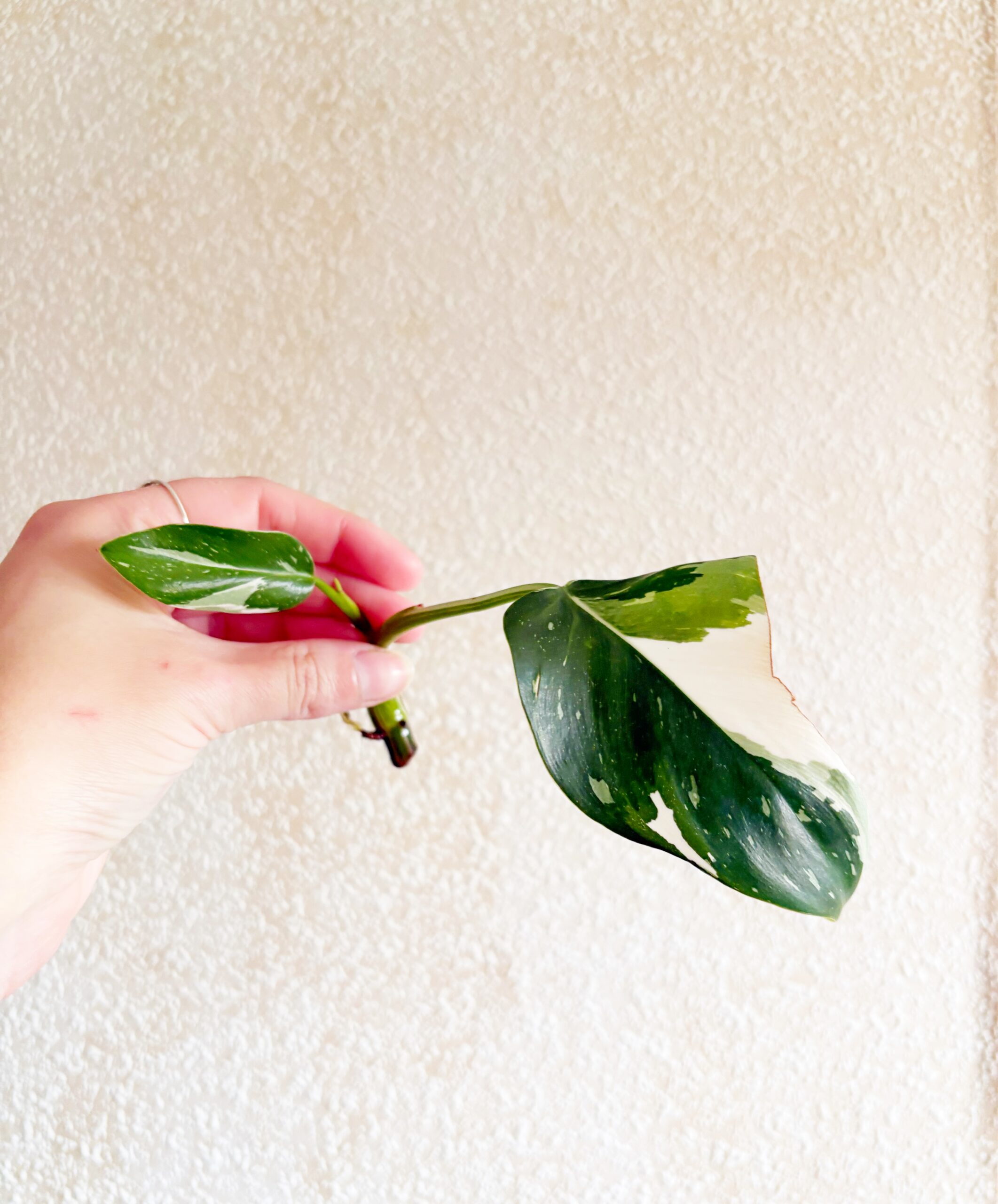 Philodendron White Princess #8