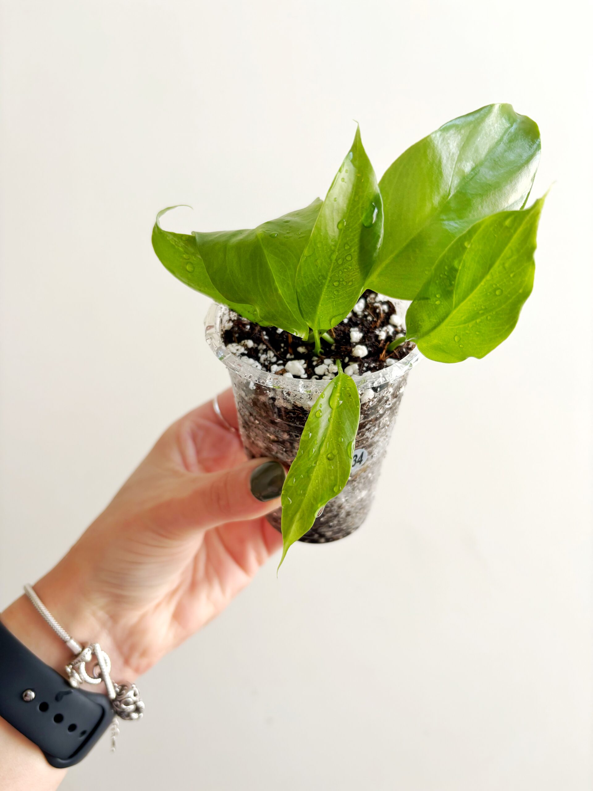 Rhaphidophora Tetrasperma #234-2