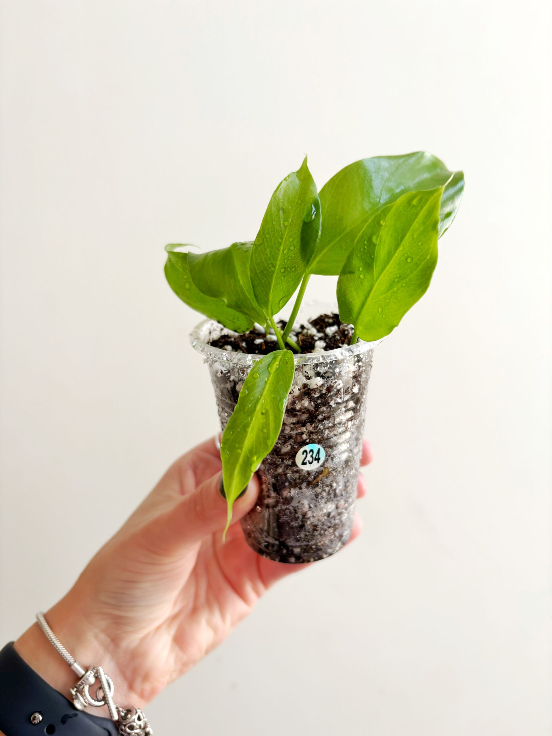 Rhaphidophora Tetrasperma #234