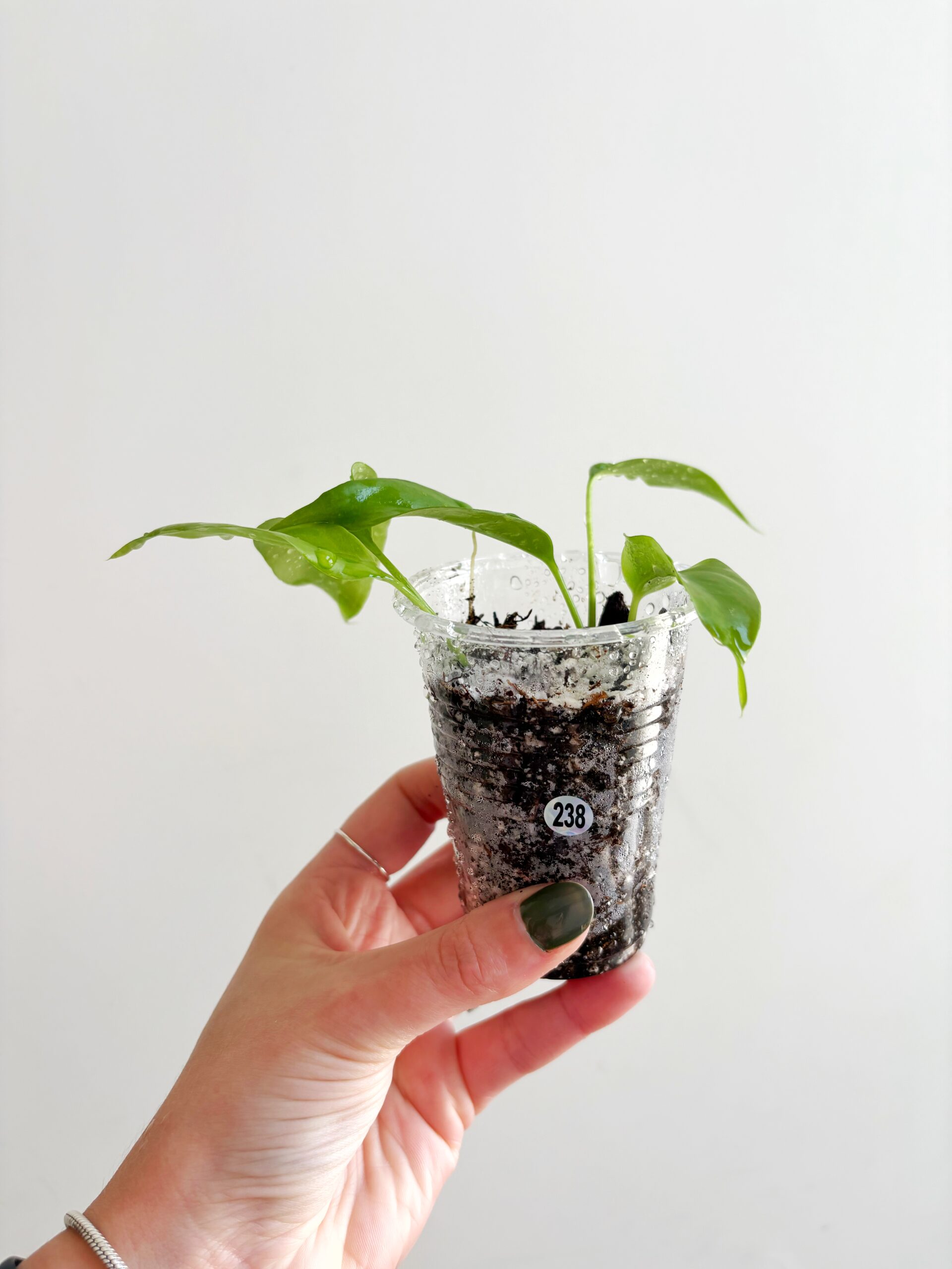 Rhaphidophora Tetrasperma #238