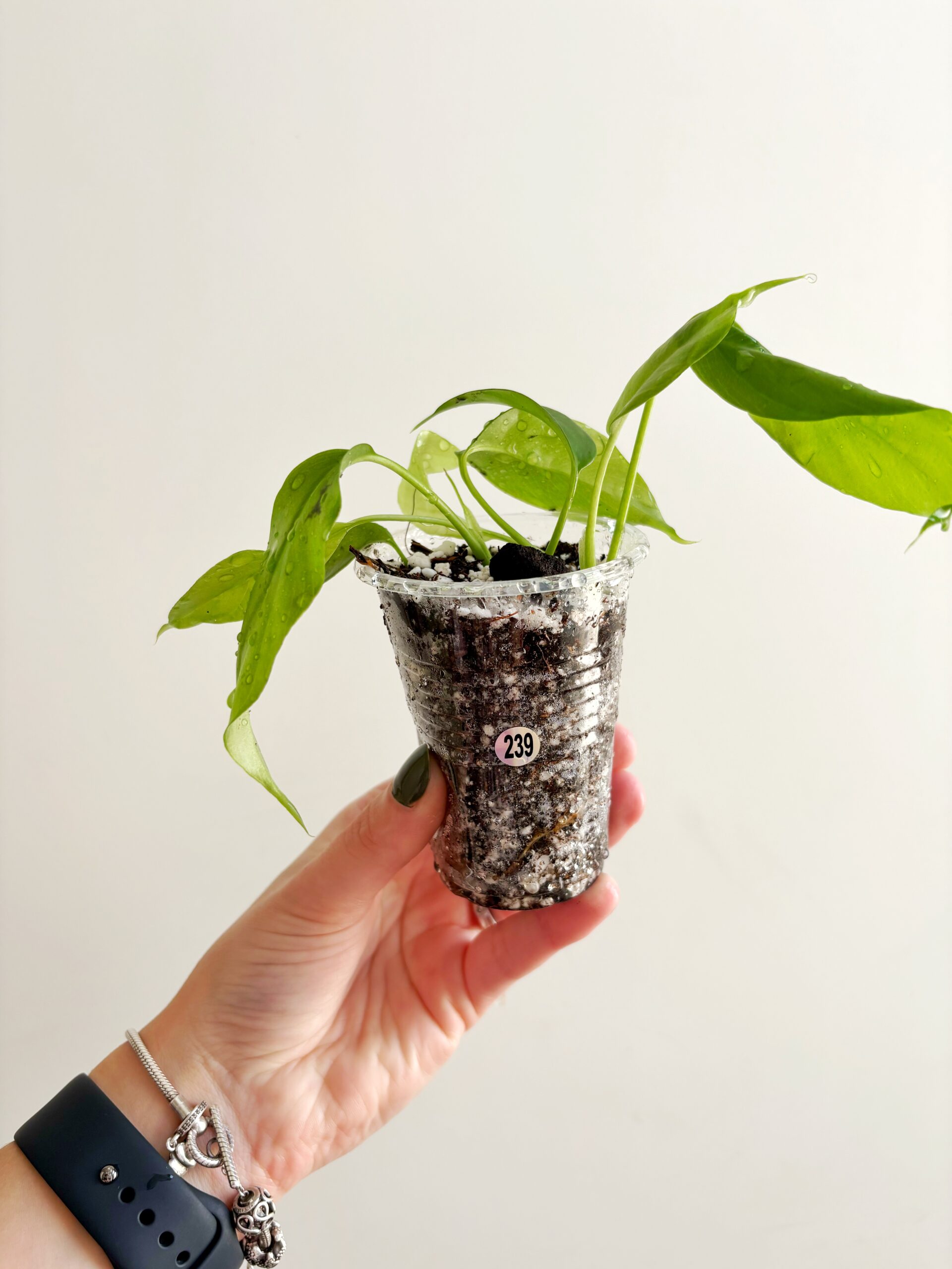 Rhaphidophora Tetrasperma #239