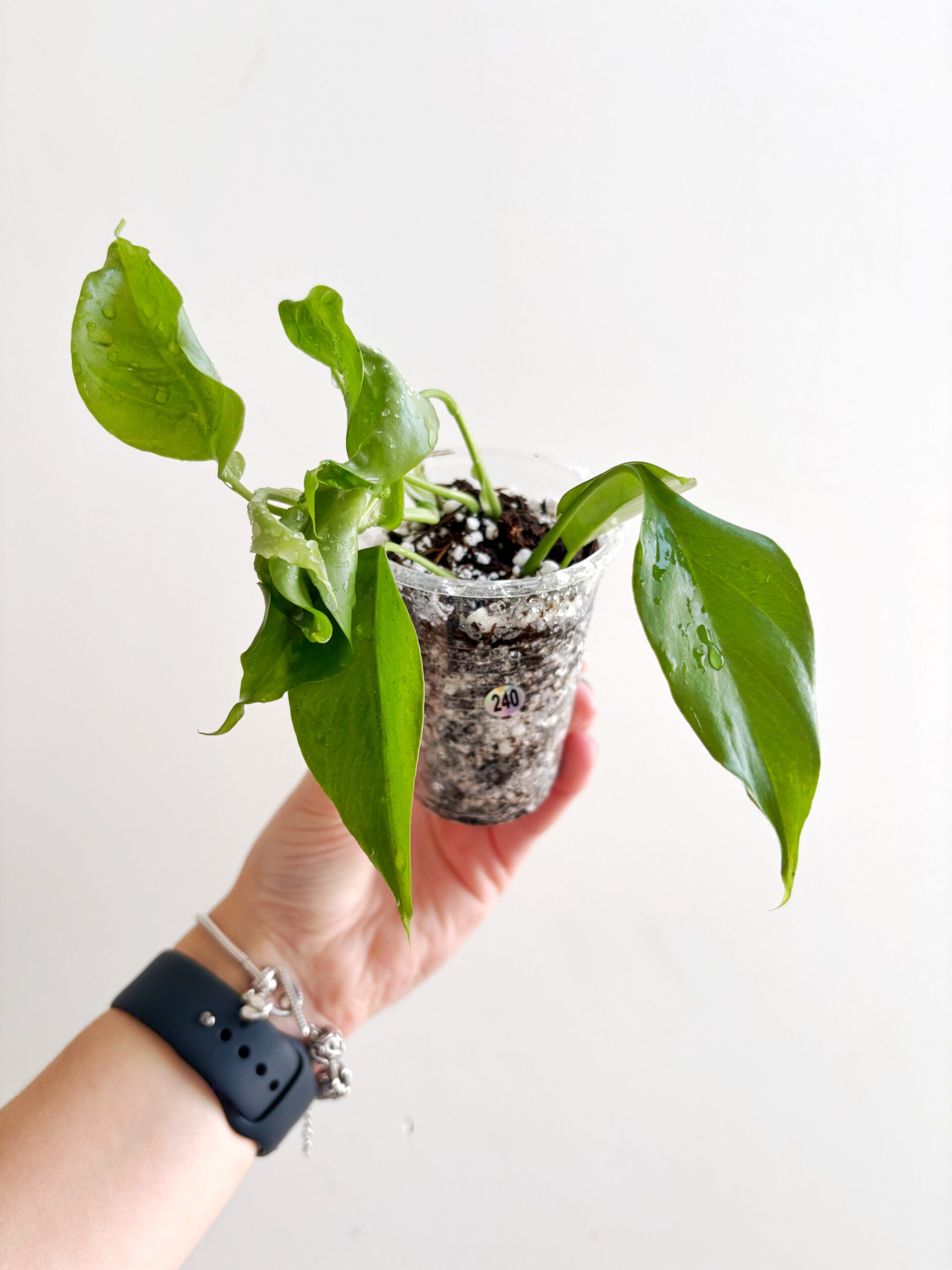 Rhaphidophora Tetrasperma #240-2