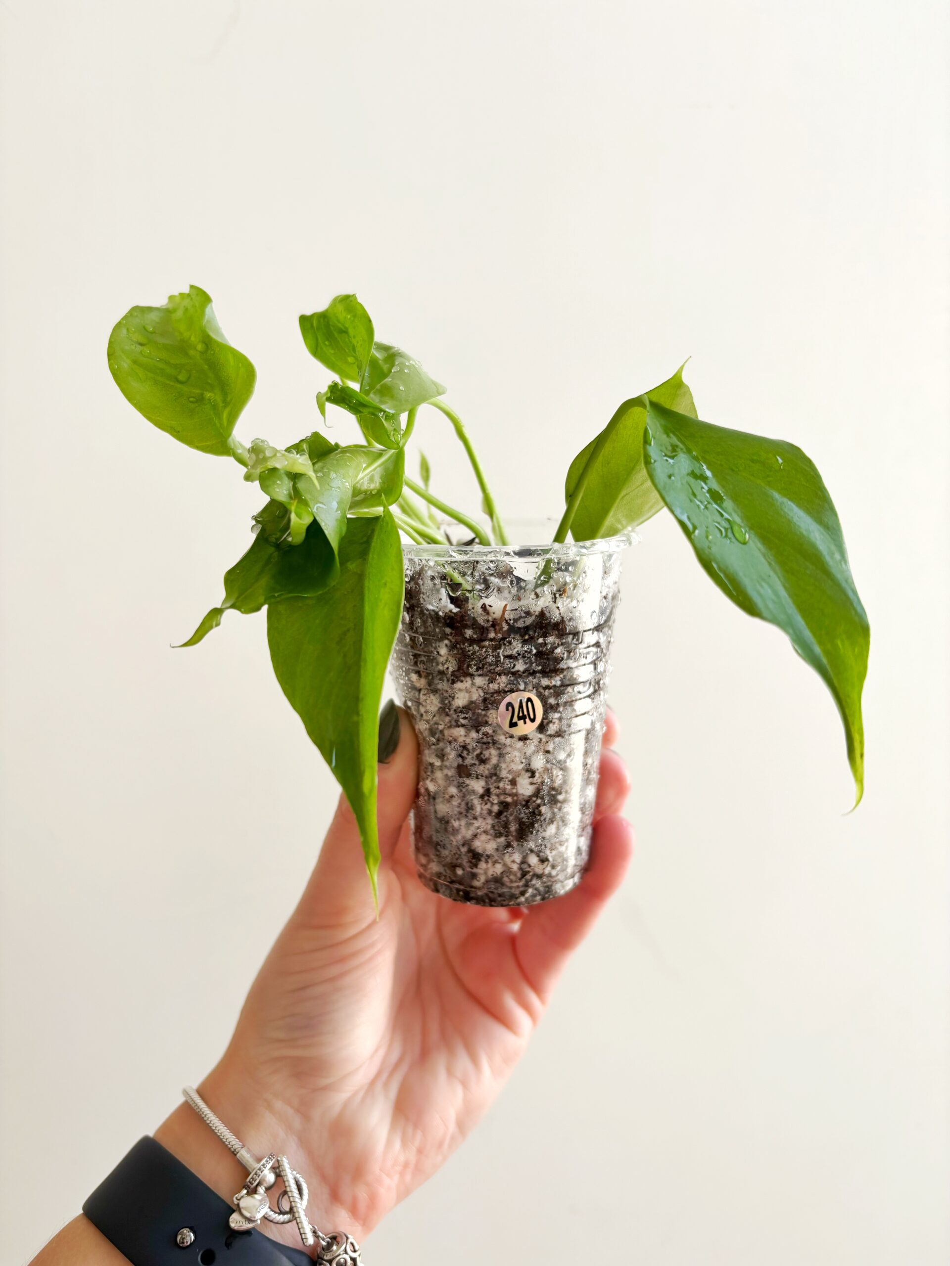 Rhaphidophora Tetrasperma #240