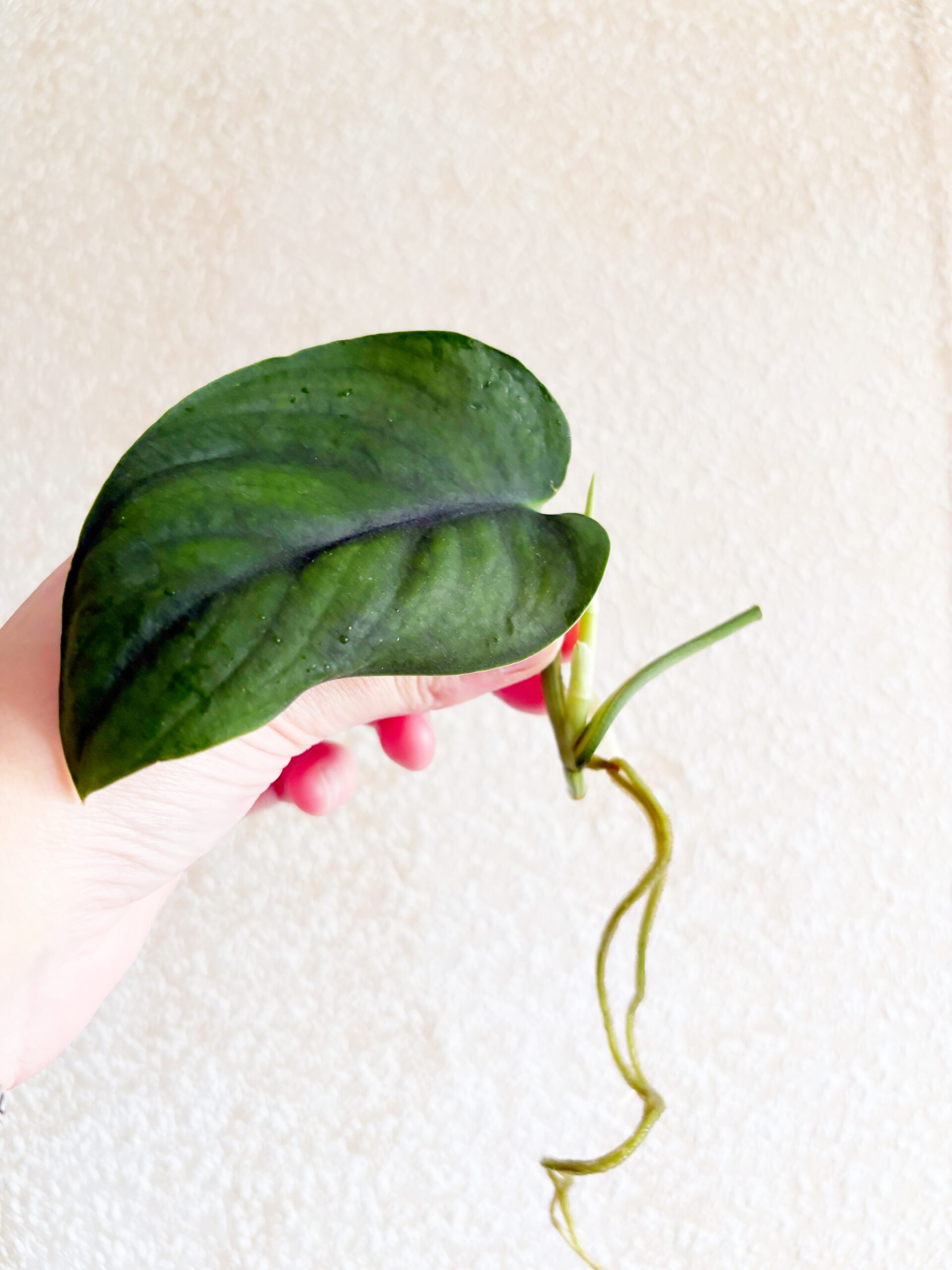 Scindapsus Jade Satin Albo #1