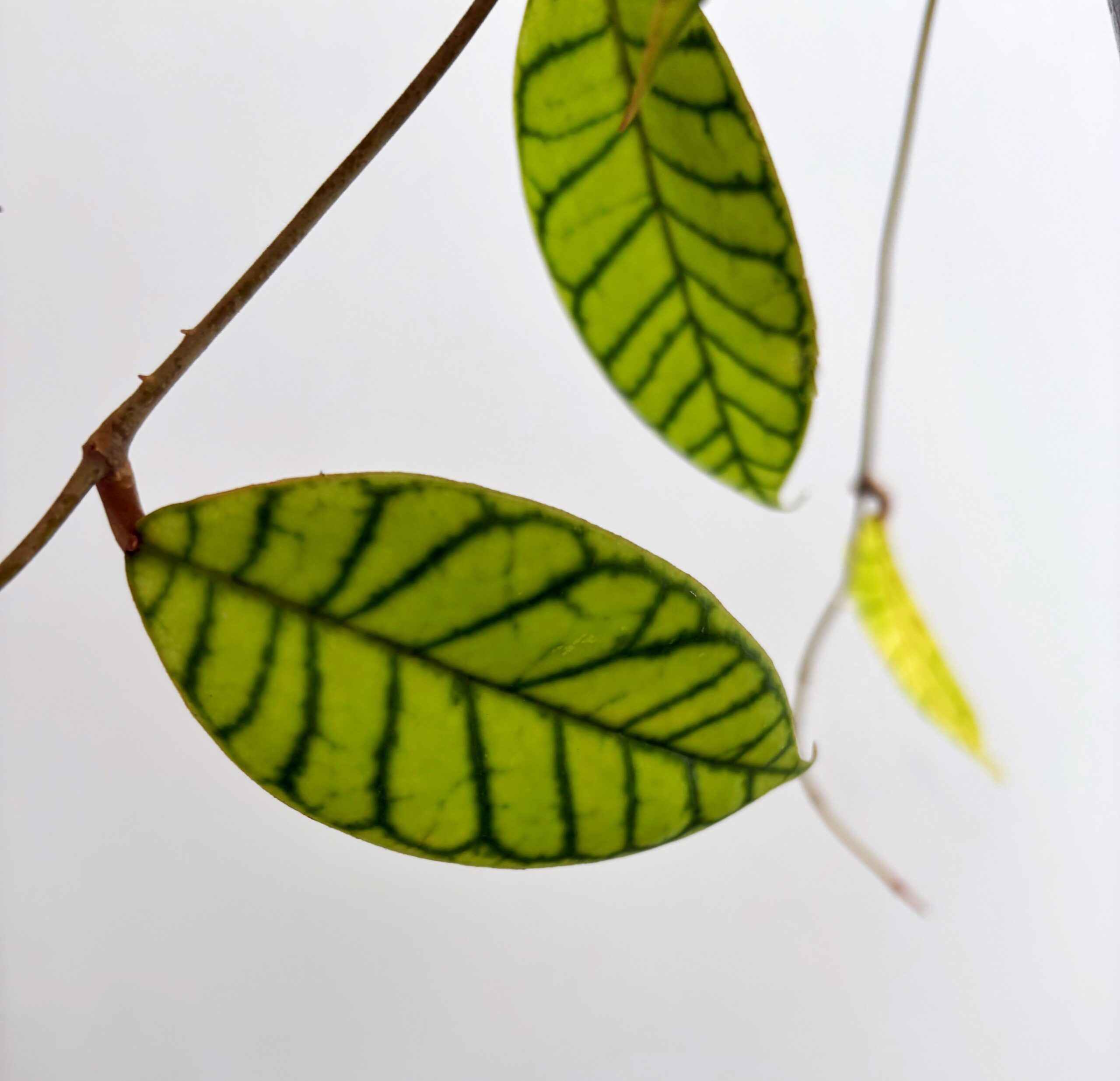 hoya callistophylla2