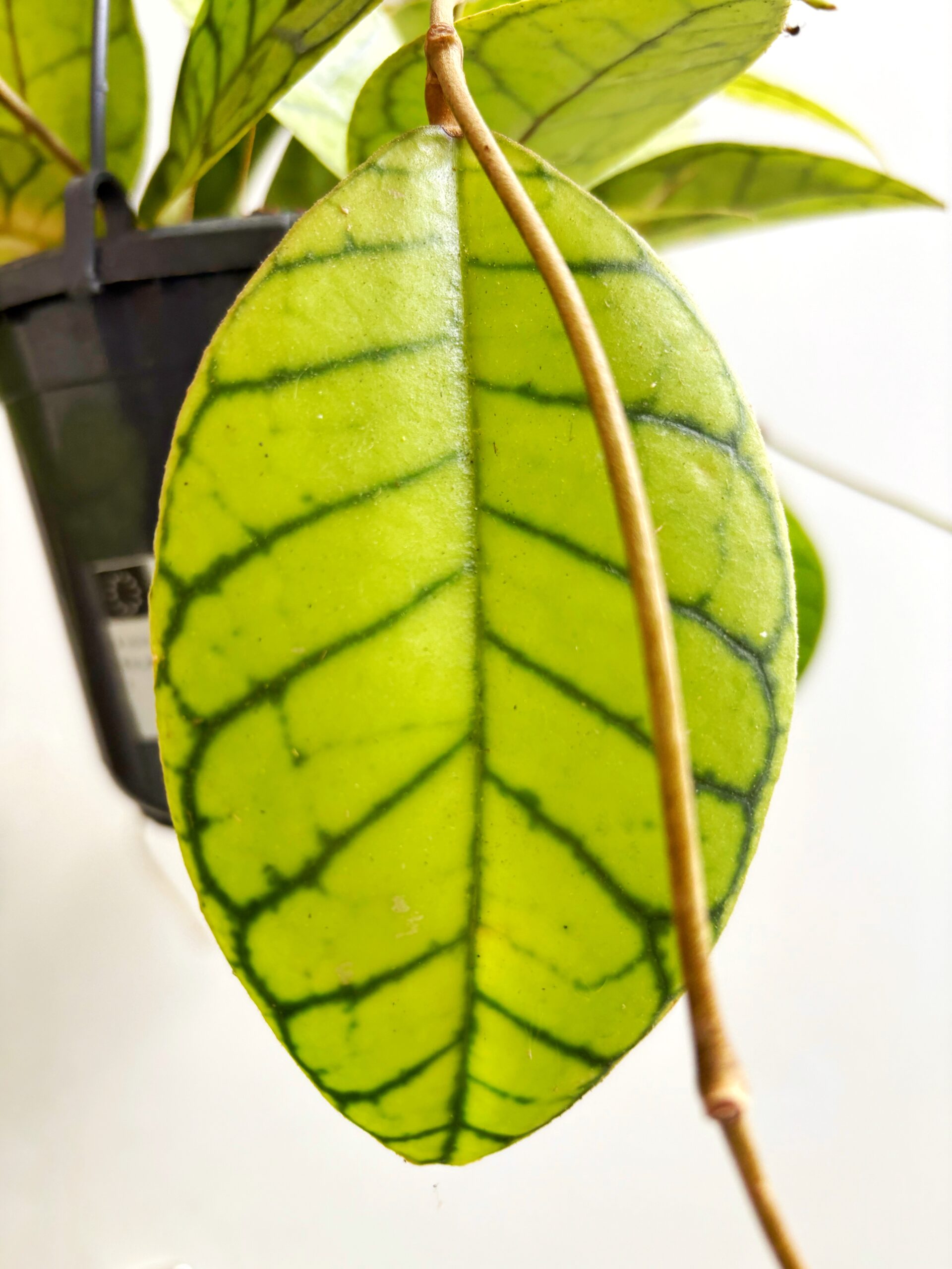 hoya callistophylla3