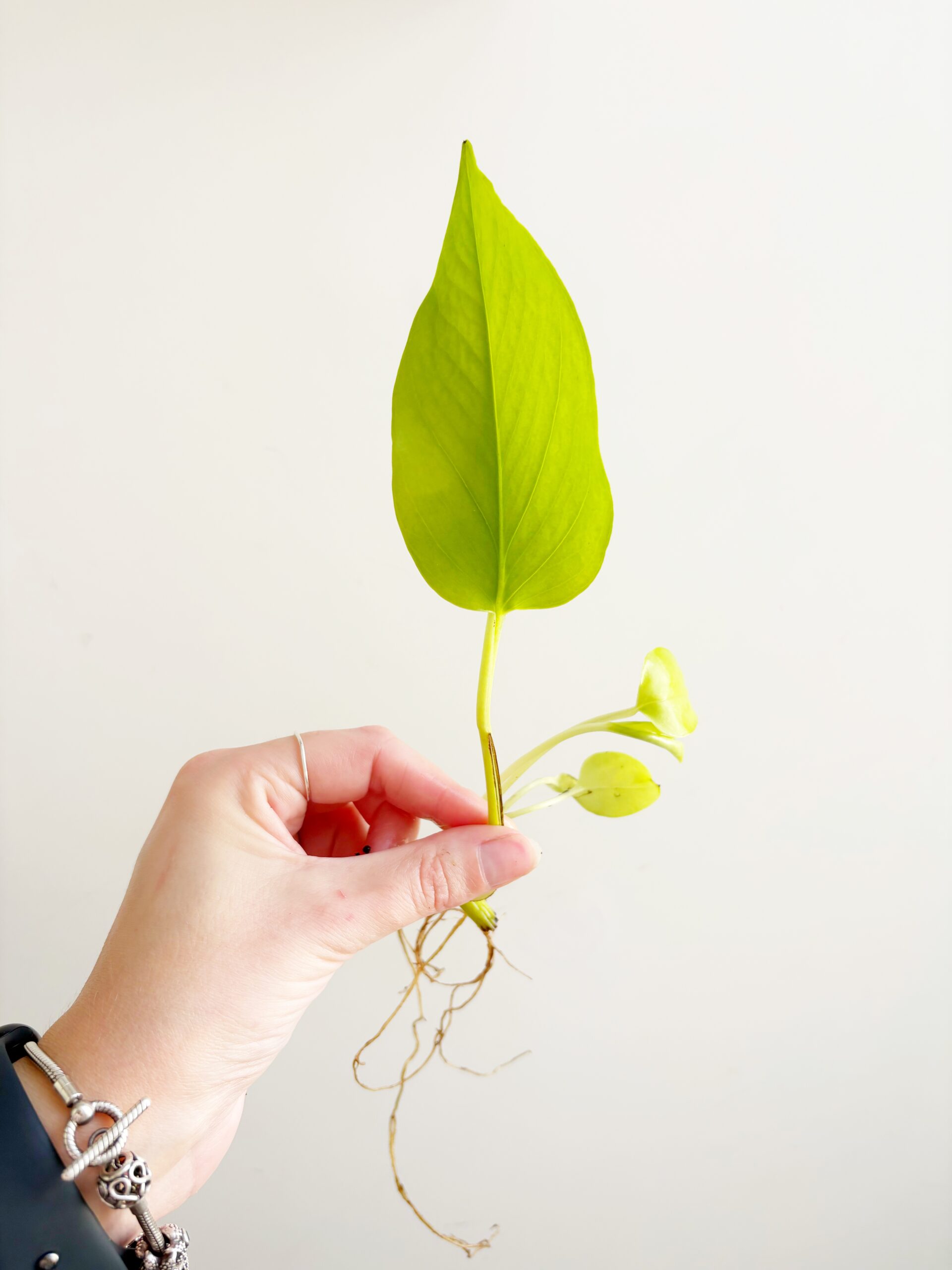Epipremnum Neon – Golden Pothos geworteld #3