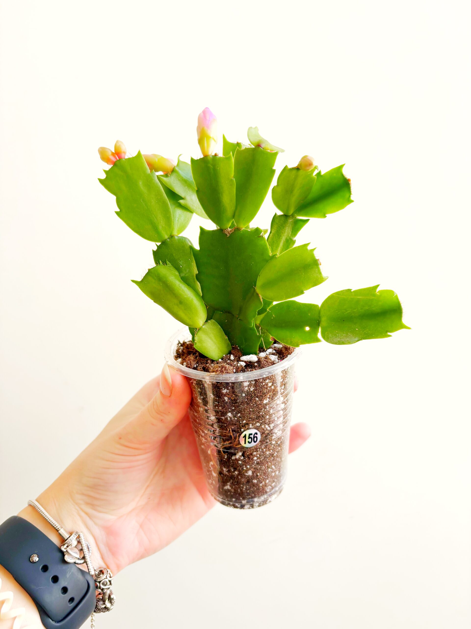 Lidcactus – Schlumbergera roze #156