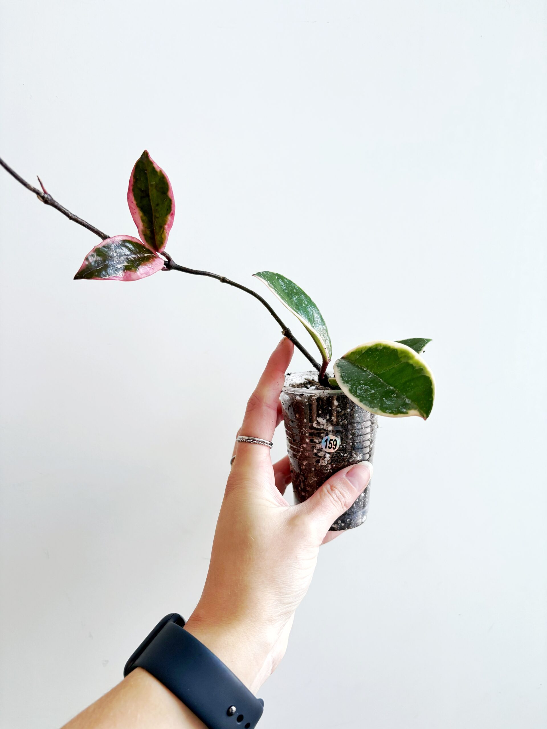 Hoya Carnosa Flamingo Dream #159