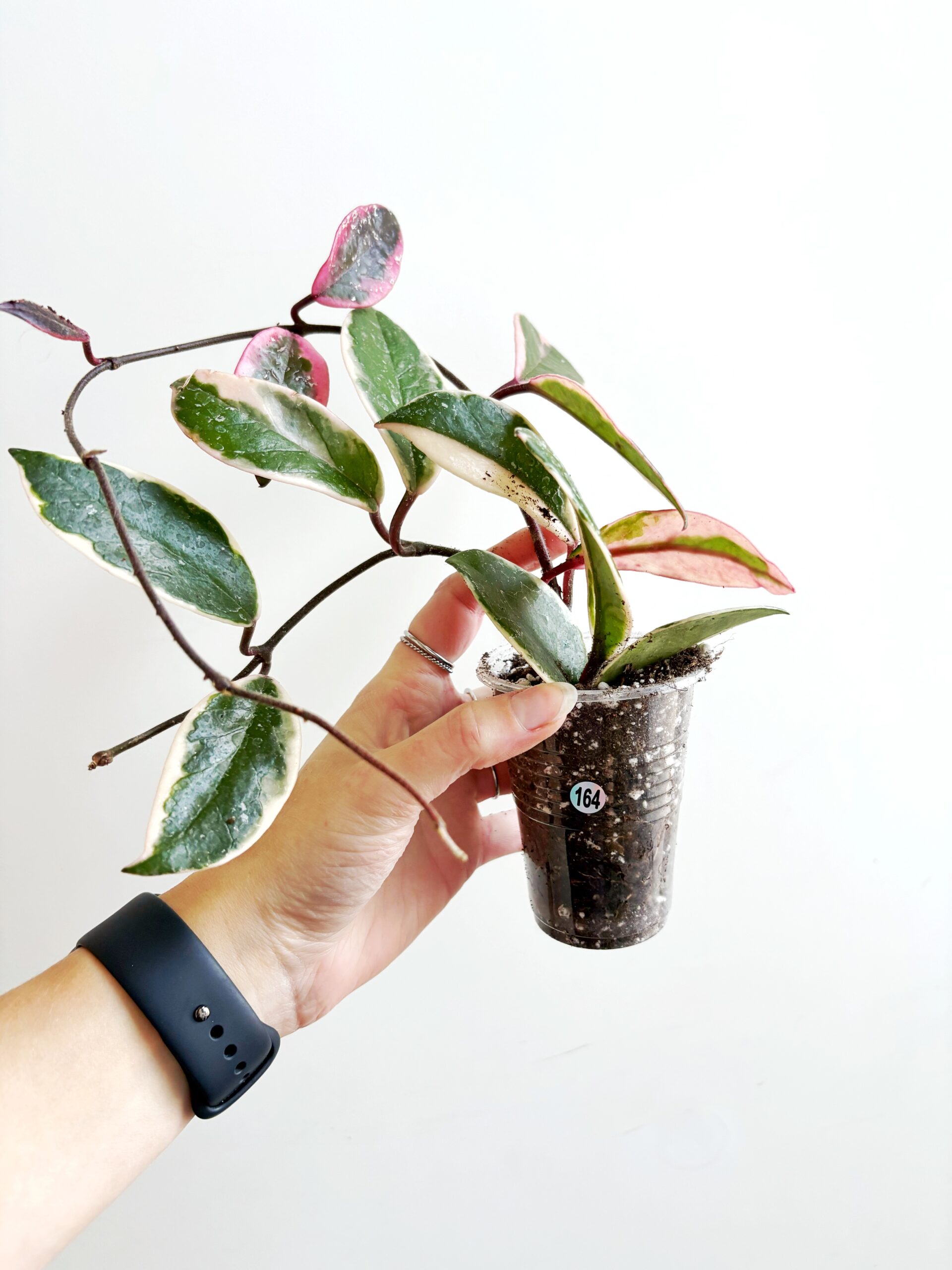 Hoya Carnosa Flamingo Dream #164