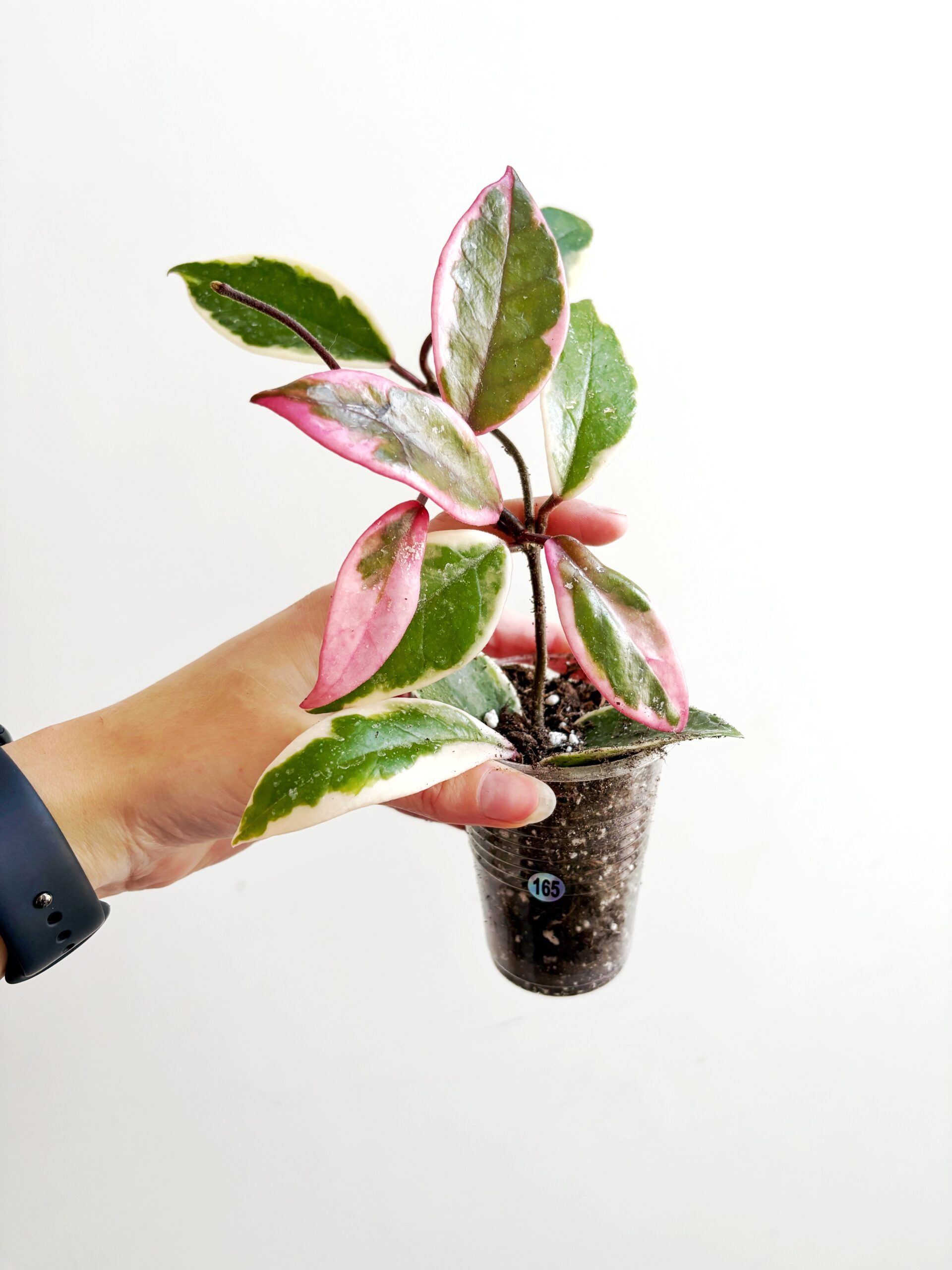 Hoya Carnosa Flamingo Dream #165