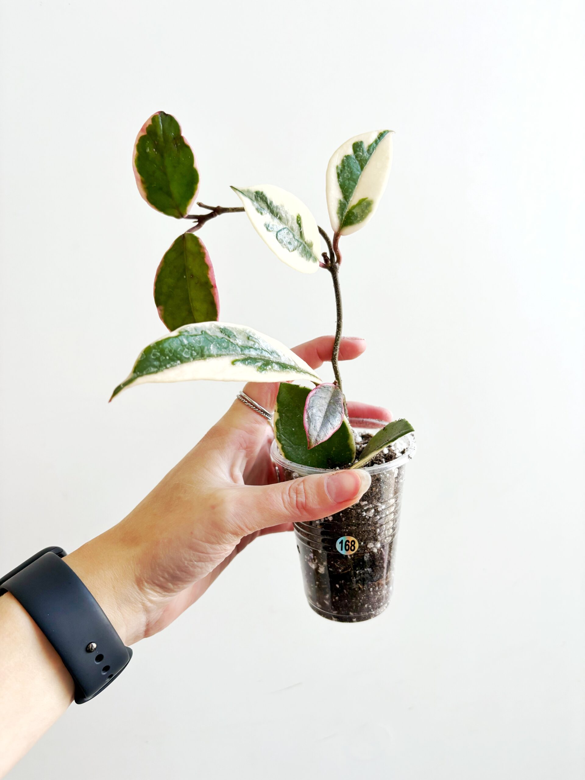 Hoya Carnosa Flamingo Dream #168