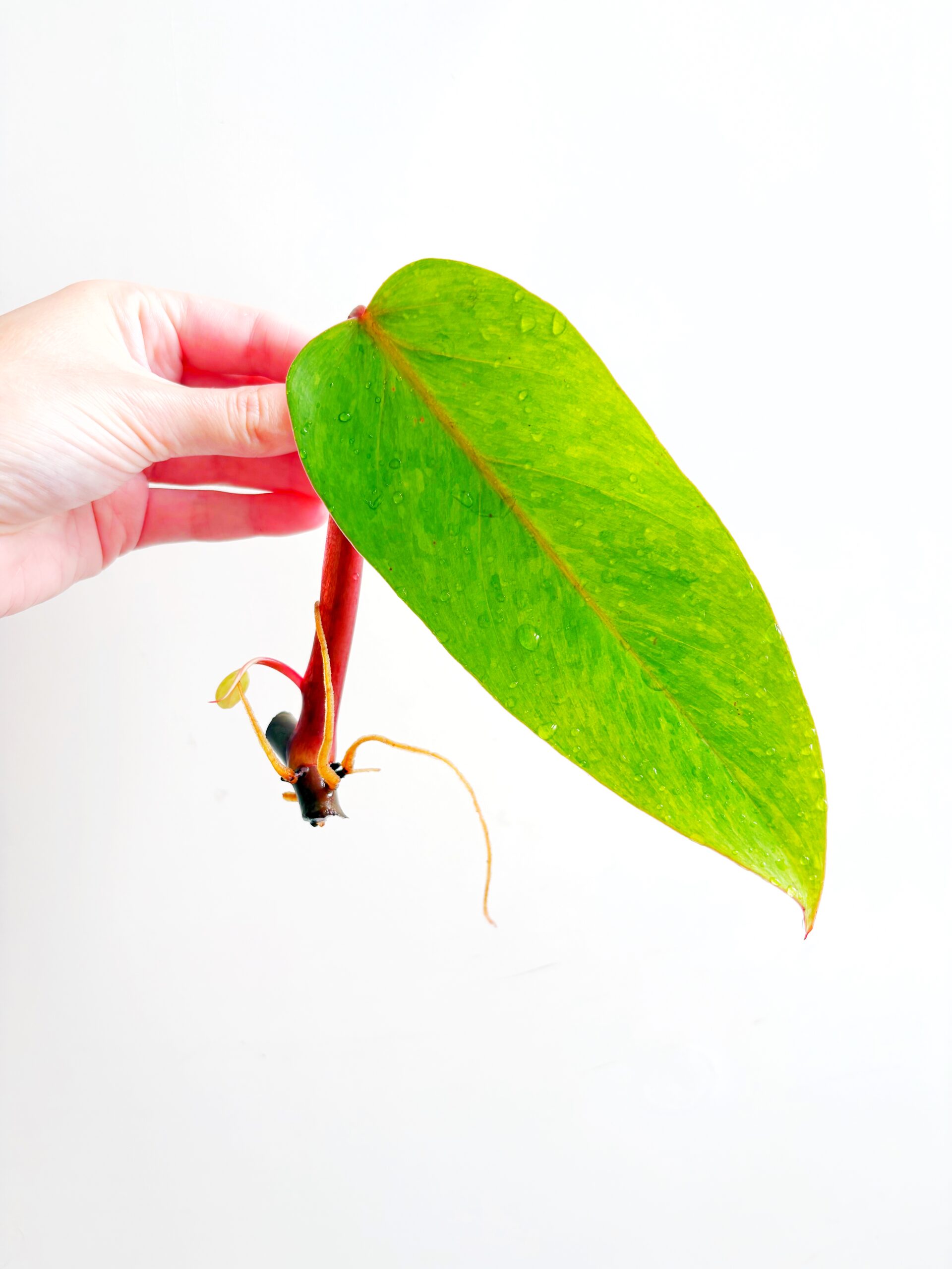 Philodendron Painted Lady geworteld #17