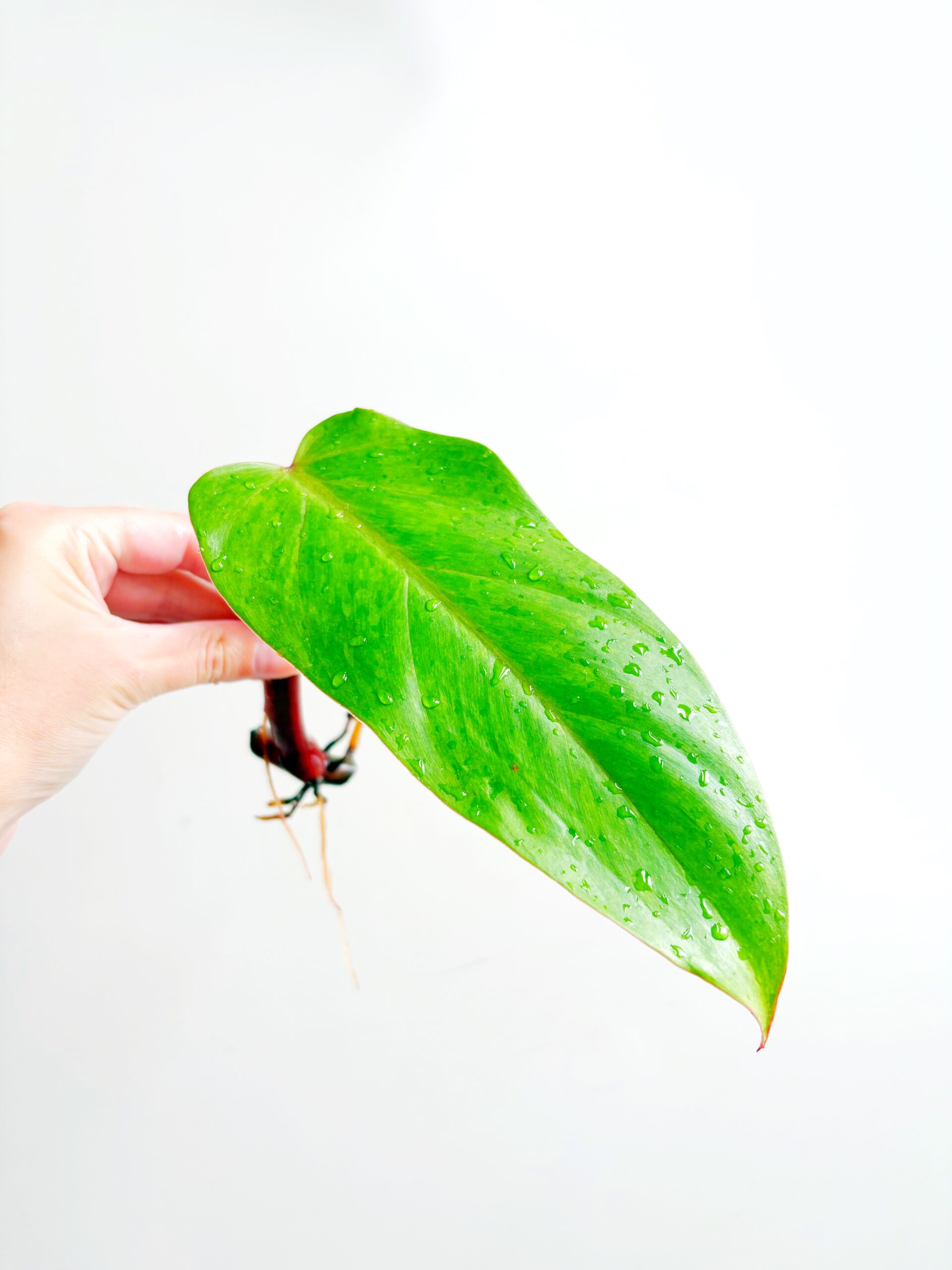 Philodendron Painted Lady geworteld #19
