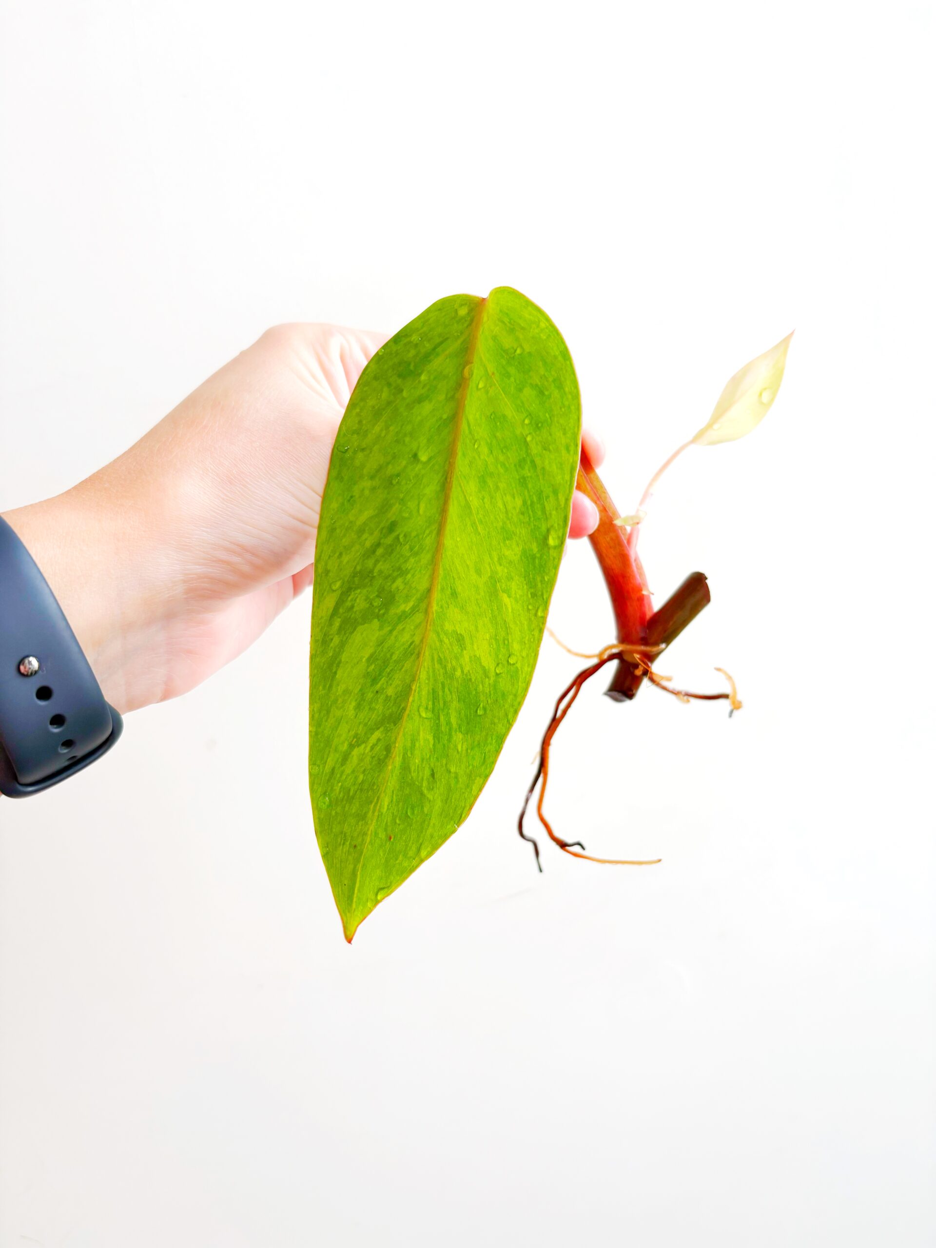 Philodendron Painted Lady geworteld #20